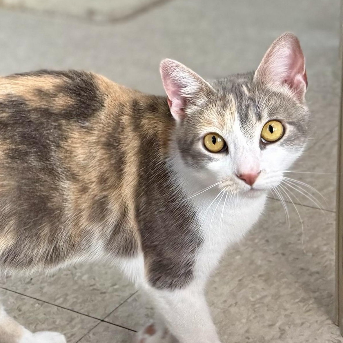 Oasis, adopted, Young Female Domestic Short Hair.