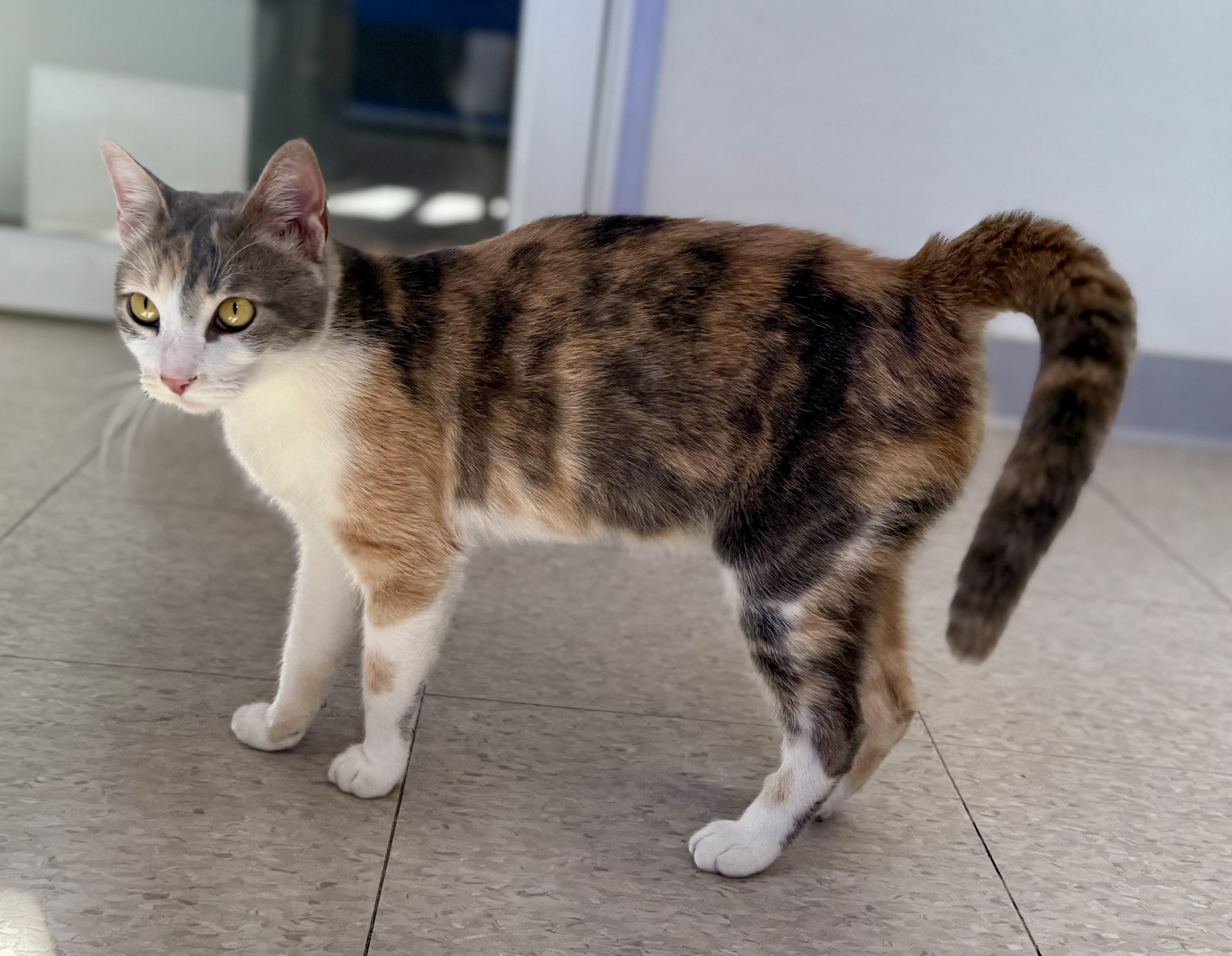 Enlarge Oasis, an adopted Domestic Short Hair in Springfield, VT image 2/5