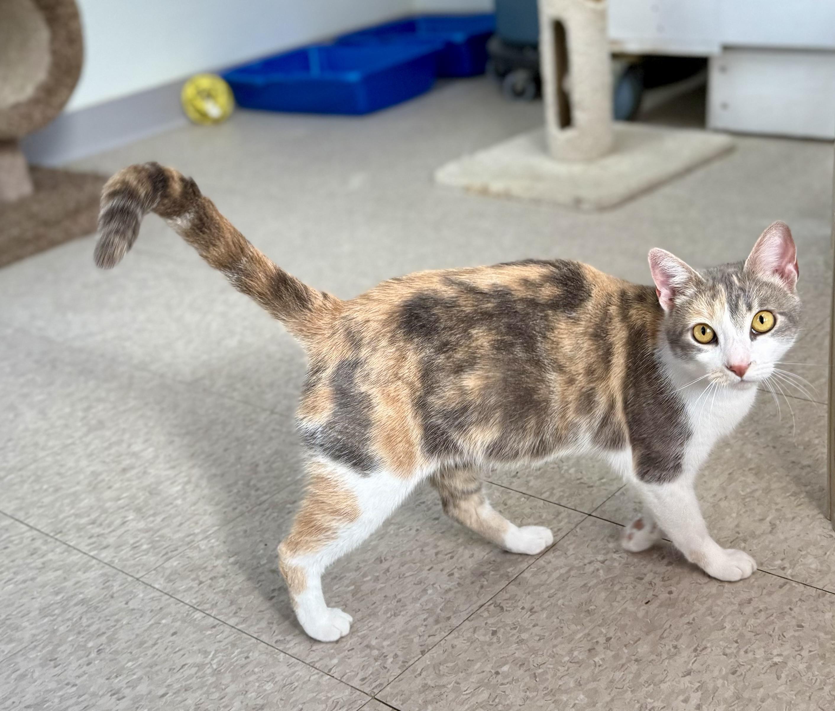 Enlarge Oasis, an adopted Domestic Short Hair in Springfield, VT image 4/5