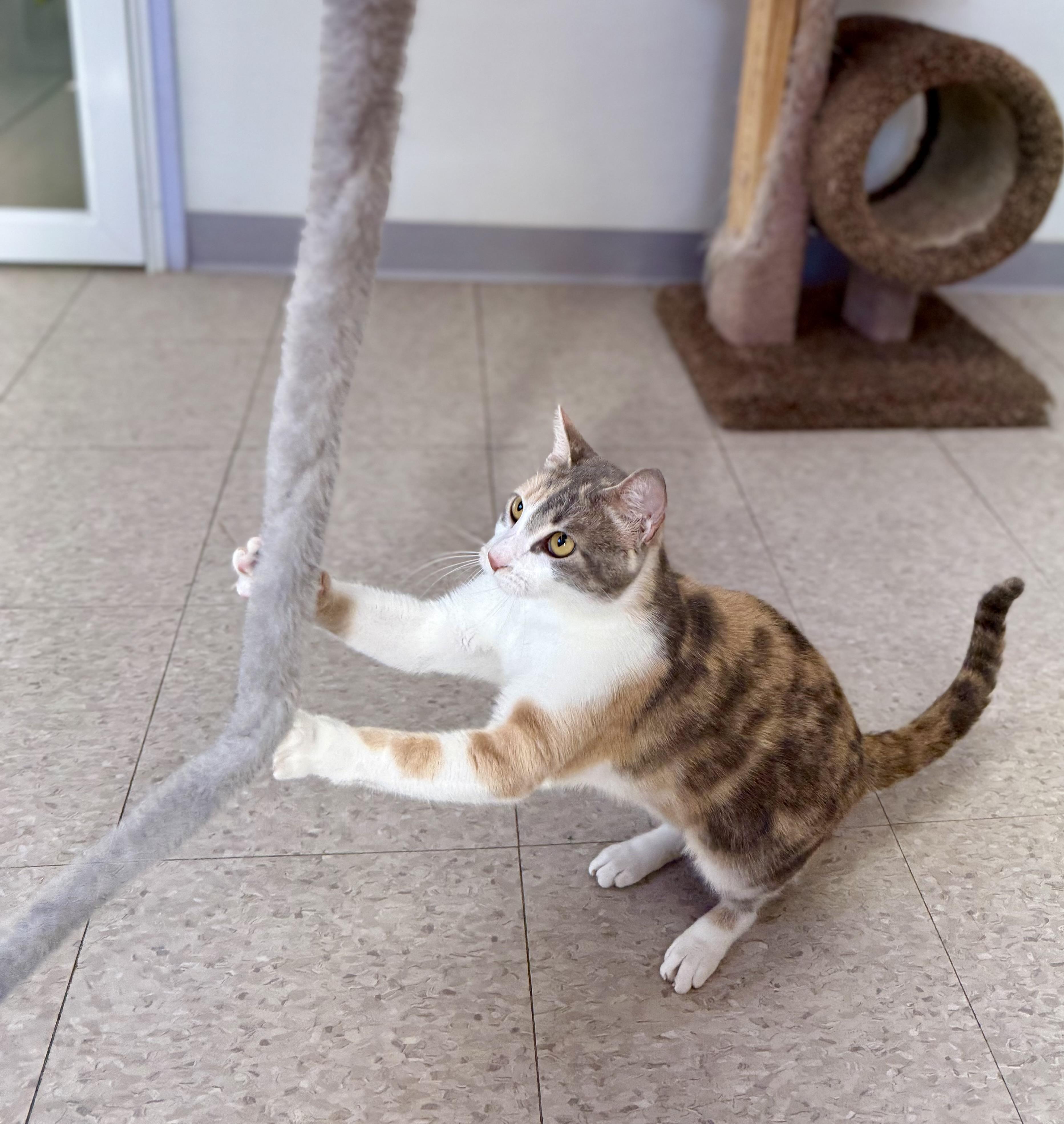 Enlarge Oasis, an adopted Domestic Short Hair in Springfield, VT image 3/5