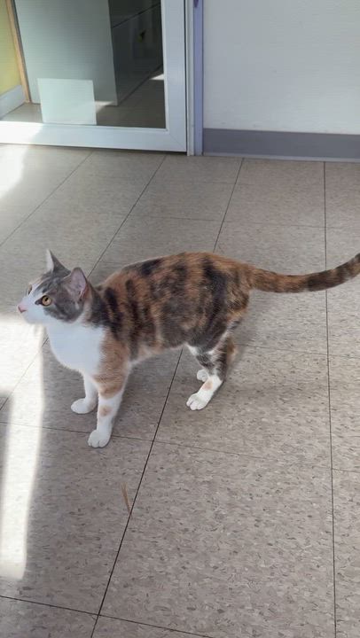 Enlarge Oasis, an adopted Domestic Short Hair in Springfield, VT video 5/5