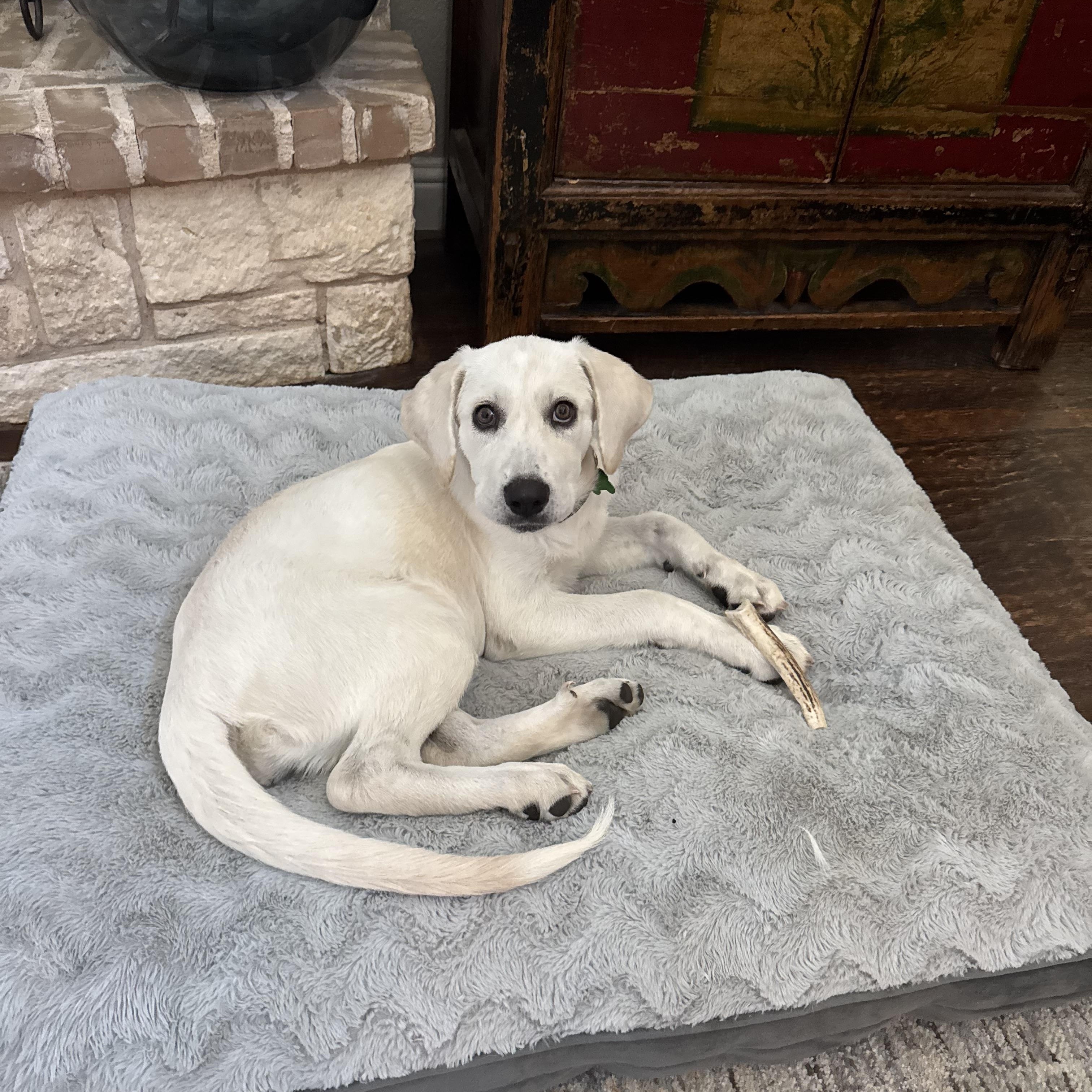 Miley, Adoptable, Young Female Labrador Retriever & Great Pyrenees.