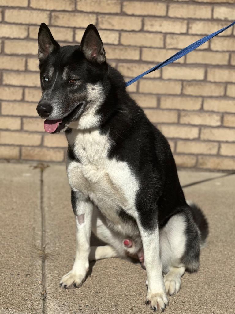 Enlarge Naruto, a Adoptable mixed breed in Columbus, NE image 1/1