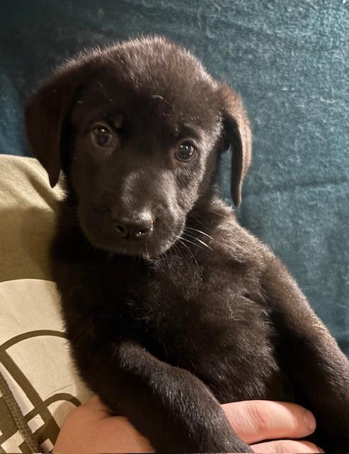 Dierdra - In Foster, ADOPTABLE, Puppy Female German Shepherd Dog.