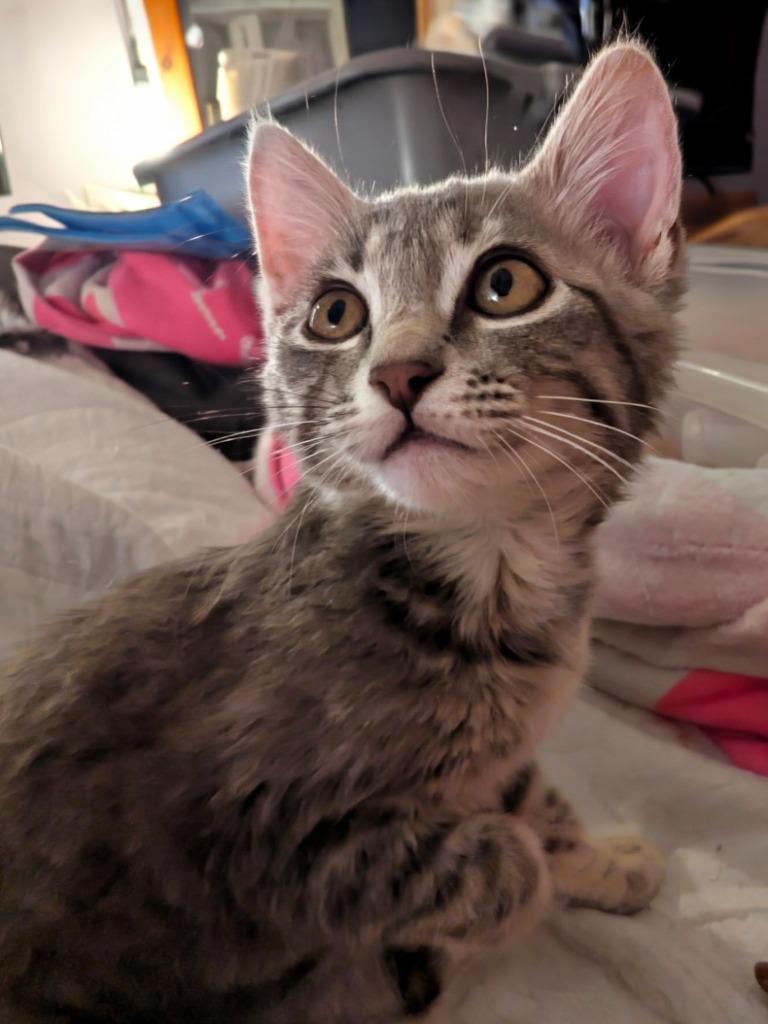 Enlarge Clove, a Adoptable mixed breed in Olathe, KS image 4/4