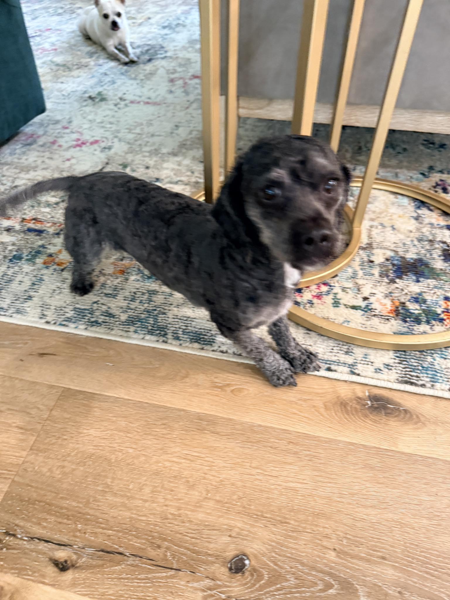 Enlarge Rocky, a Adoptable Poodle in Gonzales, LA image 1/1