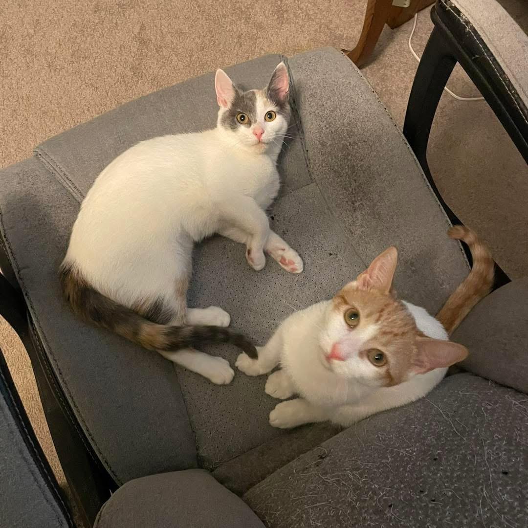 Enlarge WAFFLES & CREPE, a Adoptable mixed breed in Hamilton, NJ image 2/6