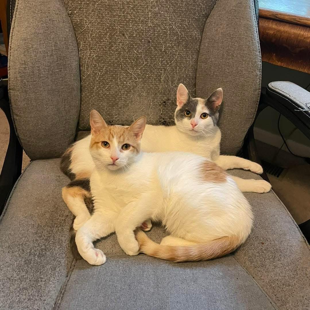 Waffles & Crepe thumbnail 4