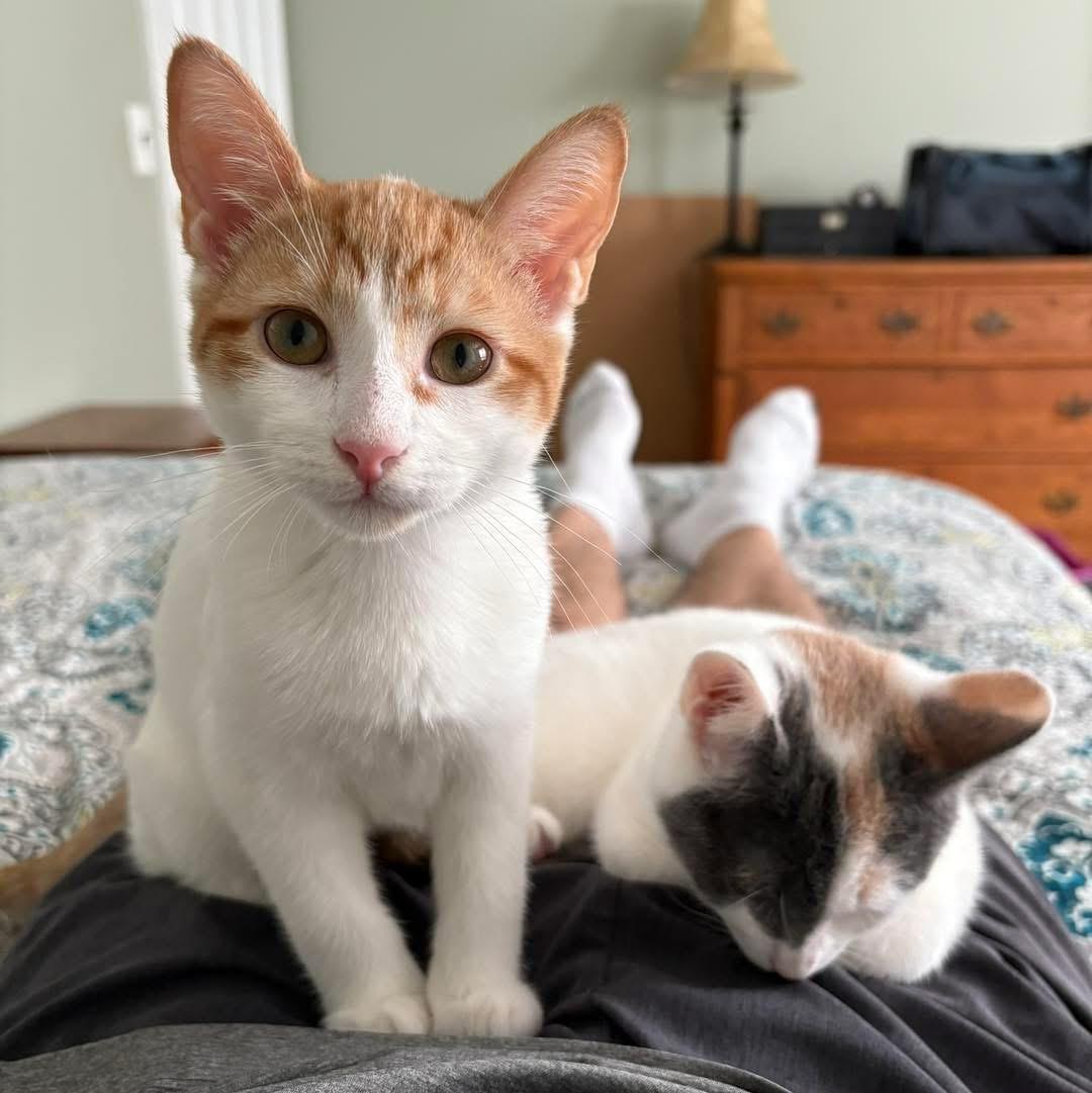 Enlarge WAFFLES & CREPE, a Adoptable mixed breed in Hamilton, NJ image 4/6