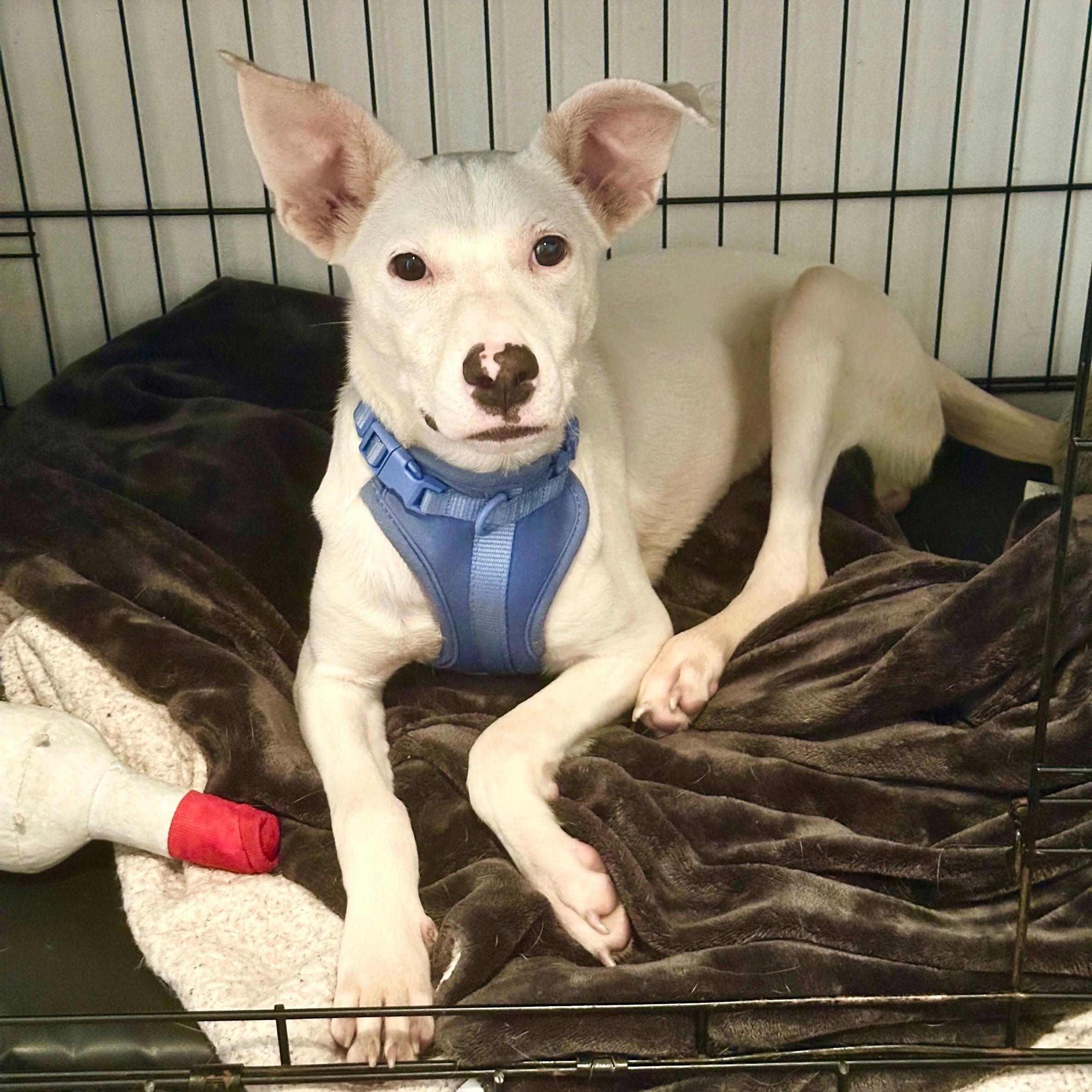 Salem's Lot thumbnail 2