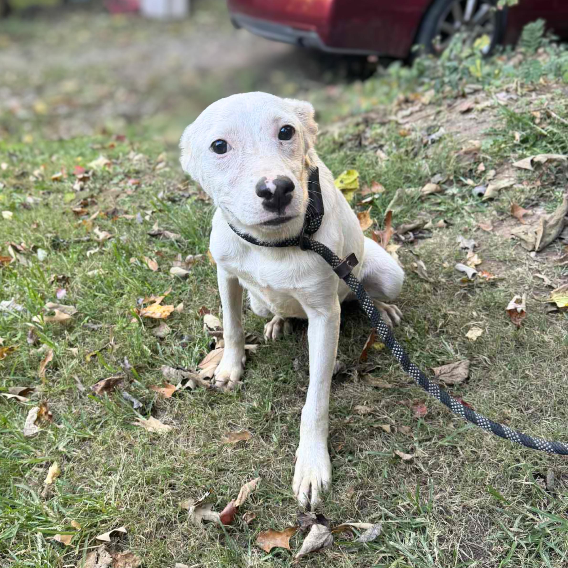 Salem's Lot thumbnail 4