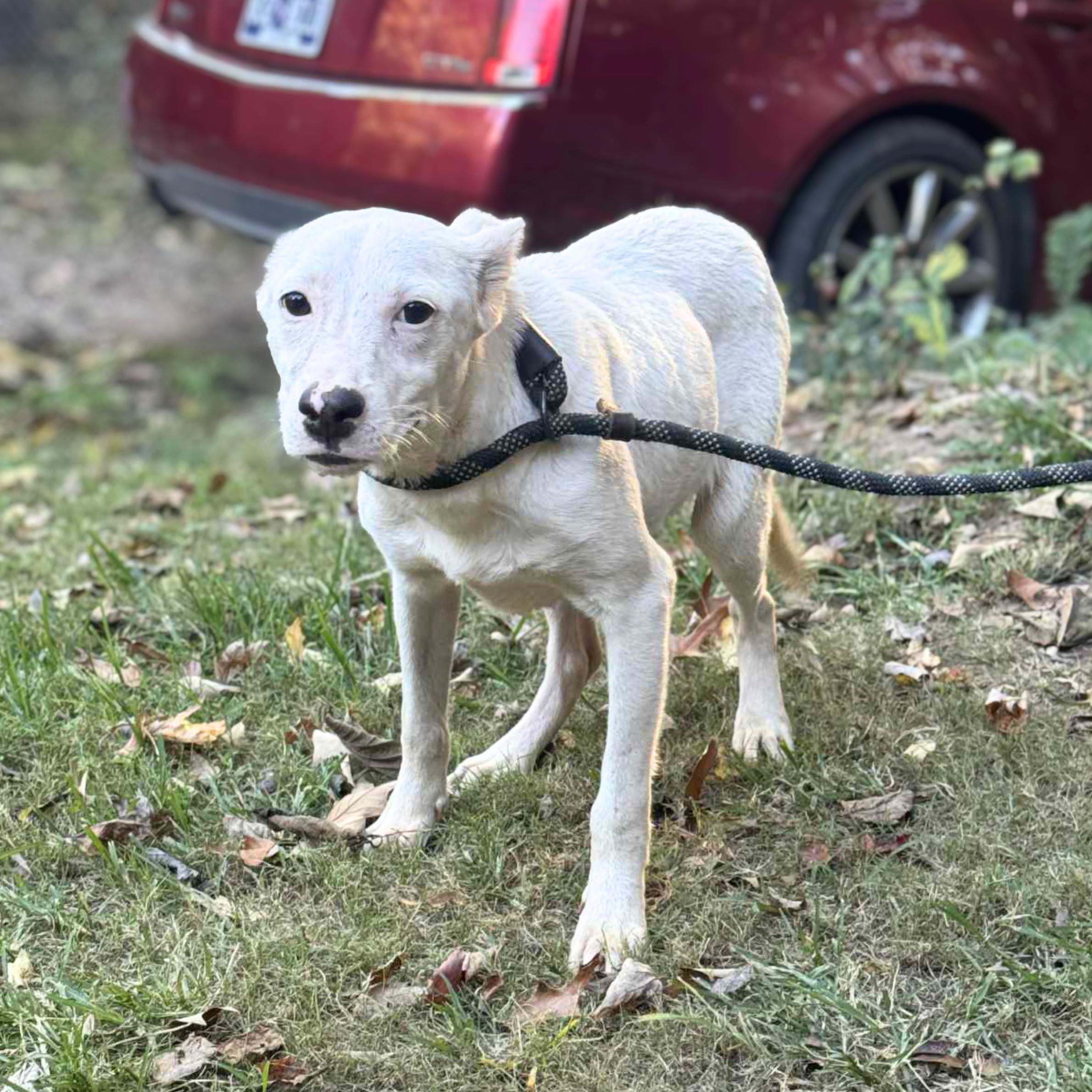 Salem's Lot thumbnail 2