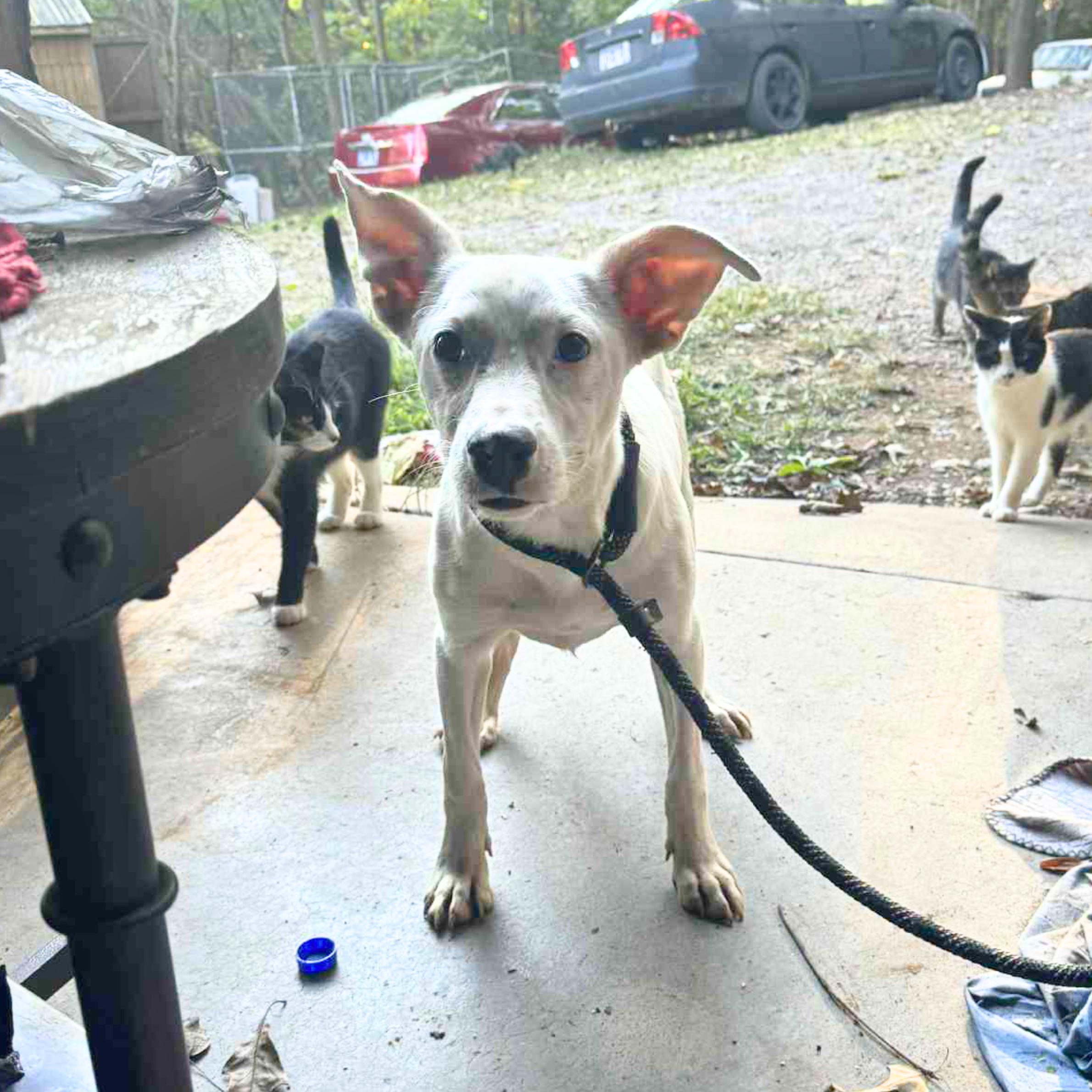 Salem's Lot thumbnail 3