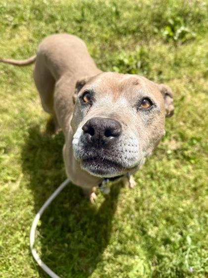 Enlarge Honda, a ADOPTABLE mixed breed in Roseburg, OR image 1/1