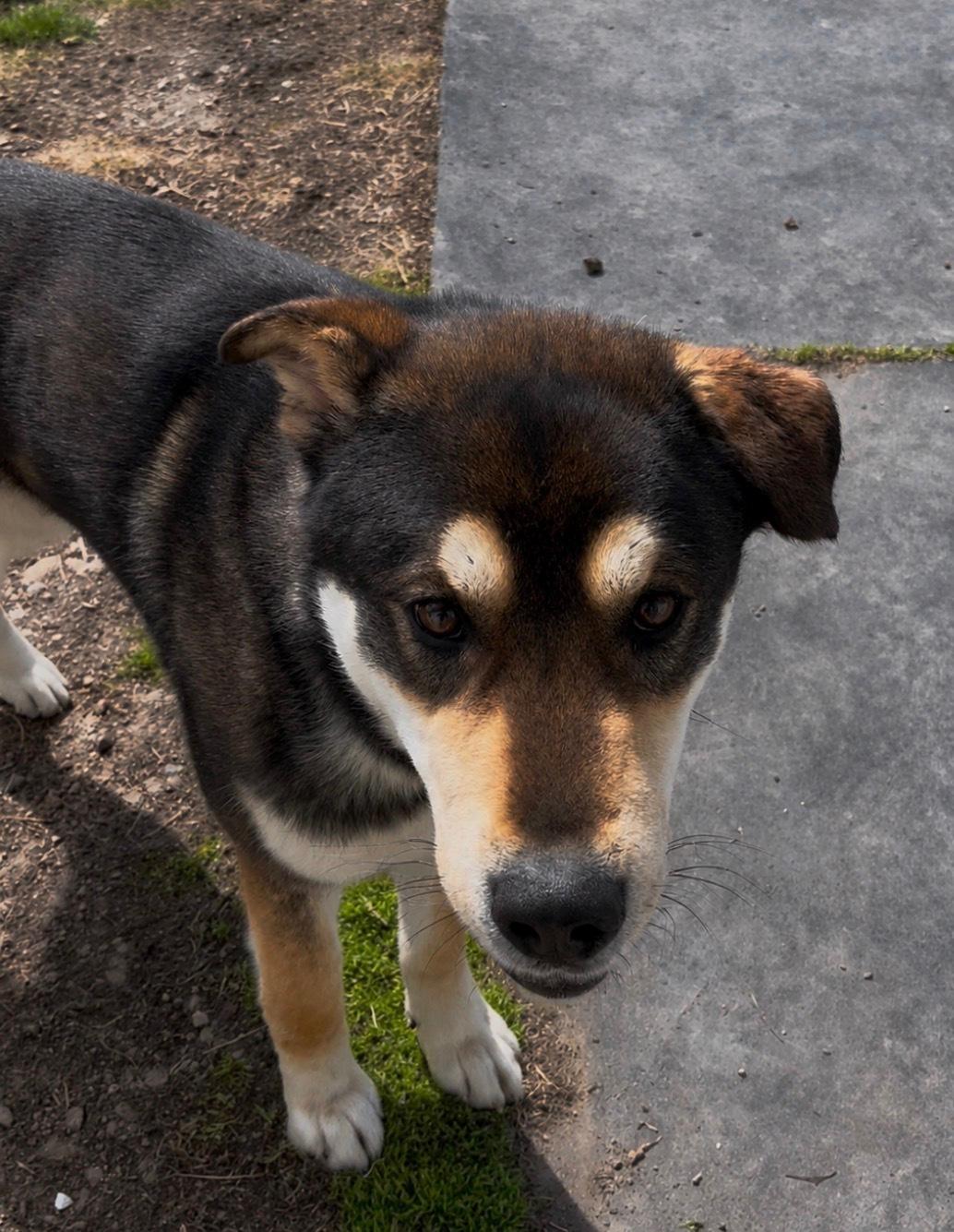 Togo, ADOPTABLE, Adult Male Husky.