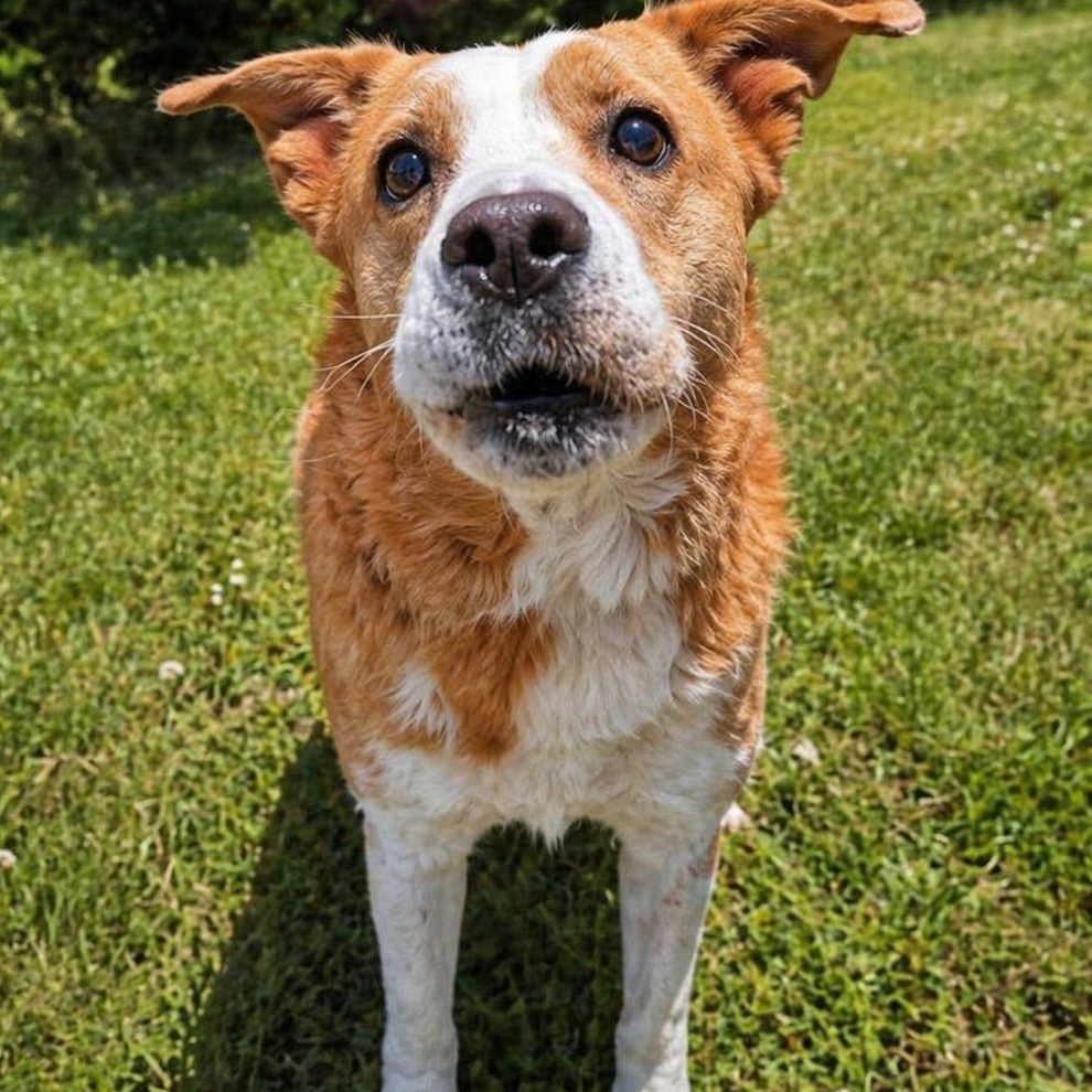 Lily, ADOPTABLE, Senior Female Australian Cattle Dog / Blue Heeler.
