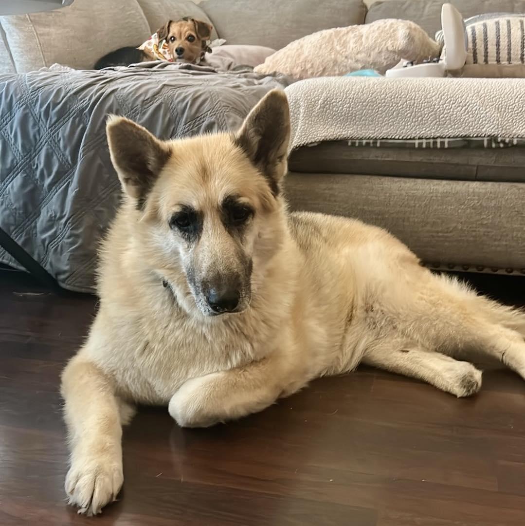 Willow, a Adoptable mixed breed in Fort Worth, TX image 2/6