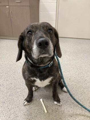 Bark Wahlberg, a Adoptable mixed breed in Fishers, IN image 1/2