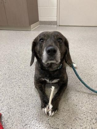 Bark Wahlberg, a Adoptable mixed breed in Fishers, IN image 2/2