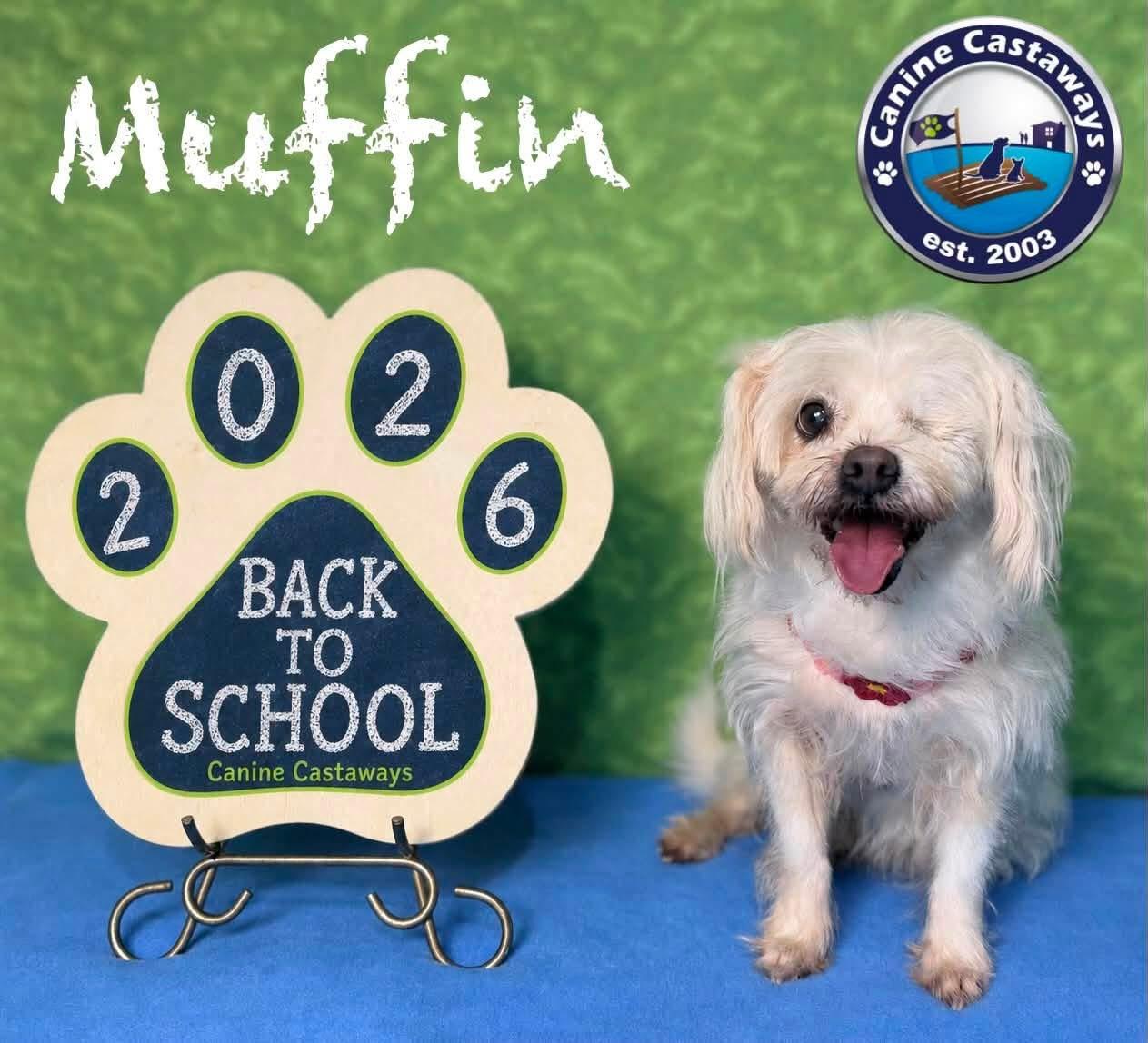 Enlarge Muffin, an adopted mixed breed in Fort Myers, FL image 4/4