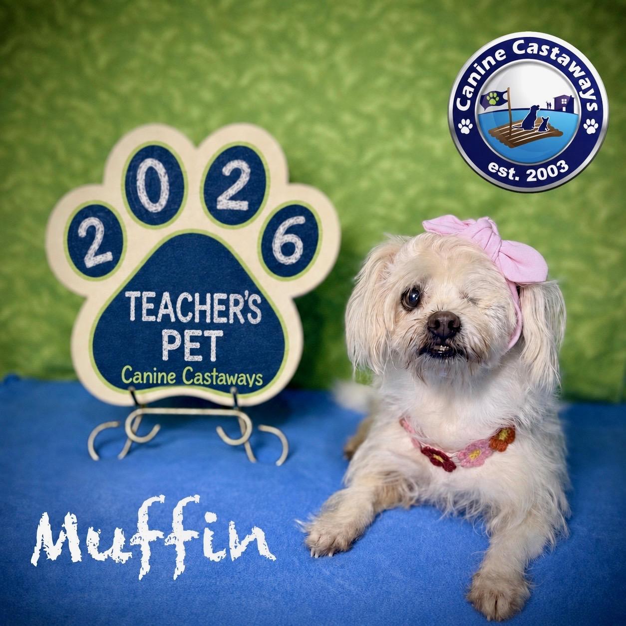 Enlarge Muffin, an adopted mixed breed in Fort Myers, FL image 3/4