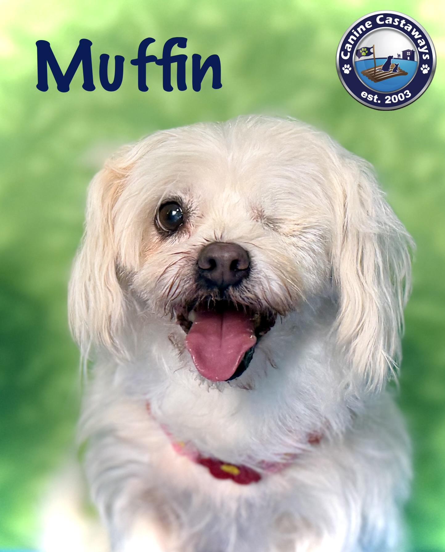 Enlarge Muffin, an adopted mixed breed in Fort Myers, FL image 1/4