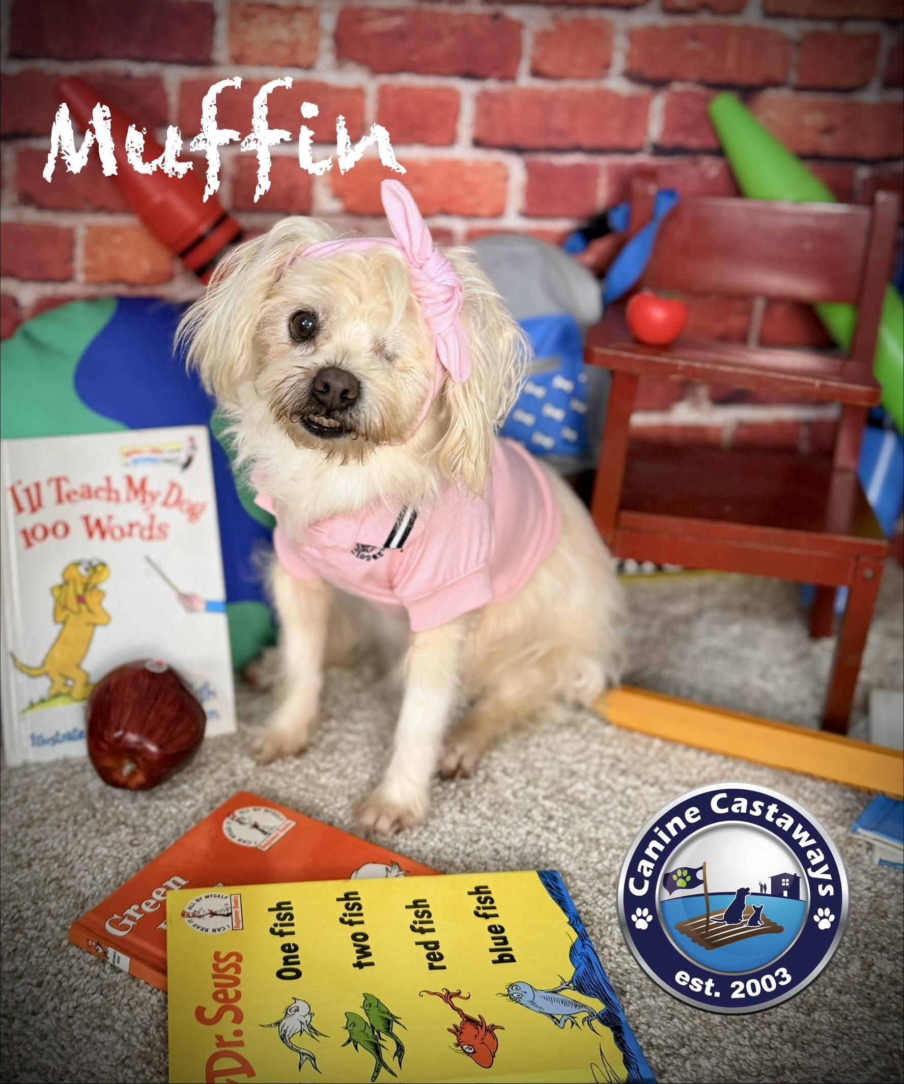 Enlarge Muffin, an adopted mixed breed in Fort Myers, FL image 2/4