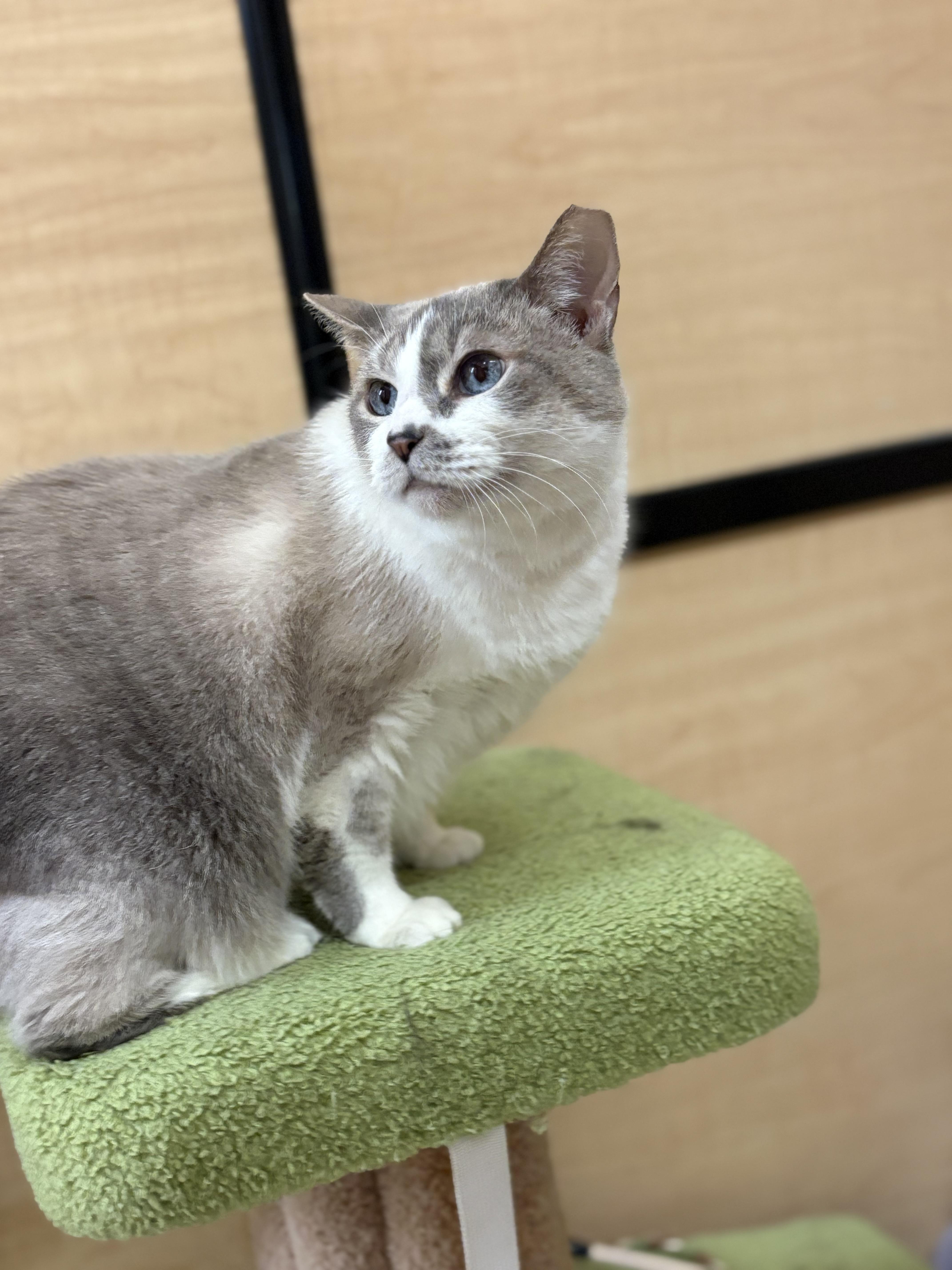 Barbie, Adoptable, Adult Female Snowshoe & Siamese.