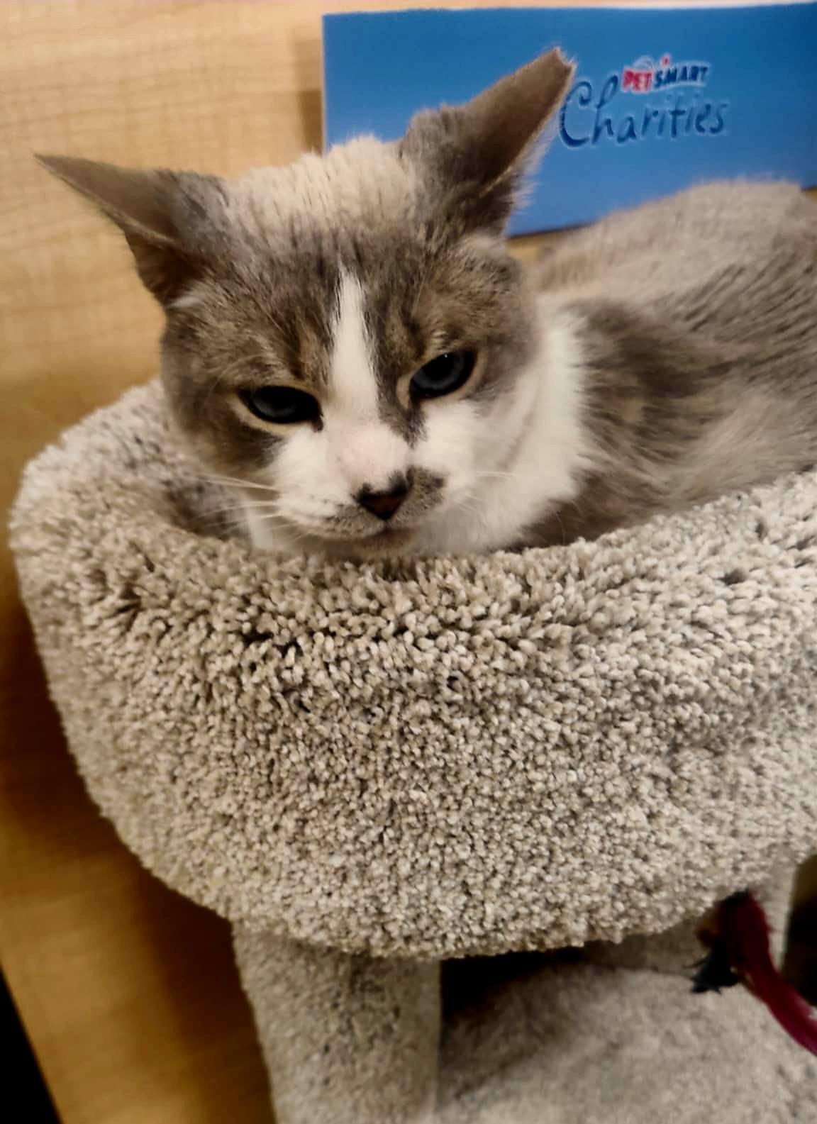 Barbie, an adoptable Snowshoe, Siamese in SCOTTSDALE, AZ, 85251 | Photo Image 3