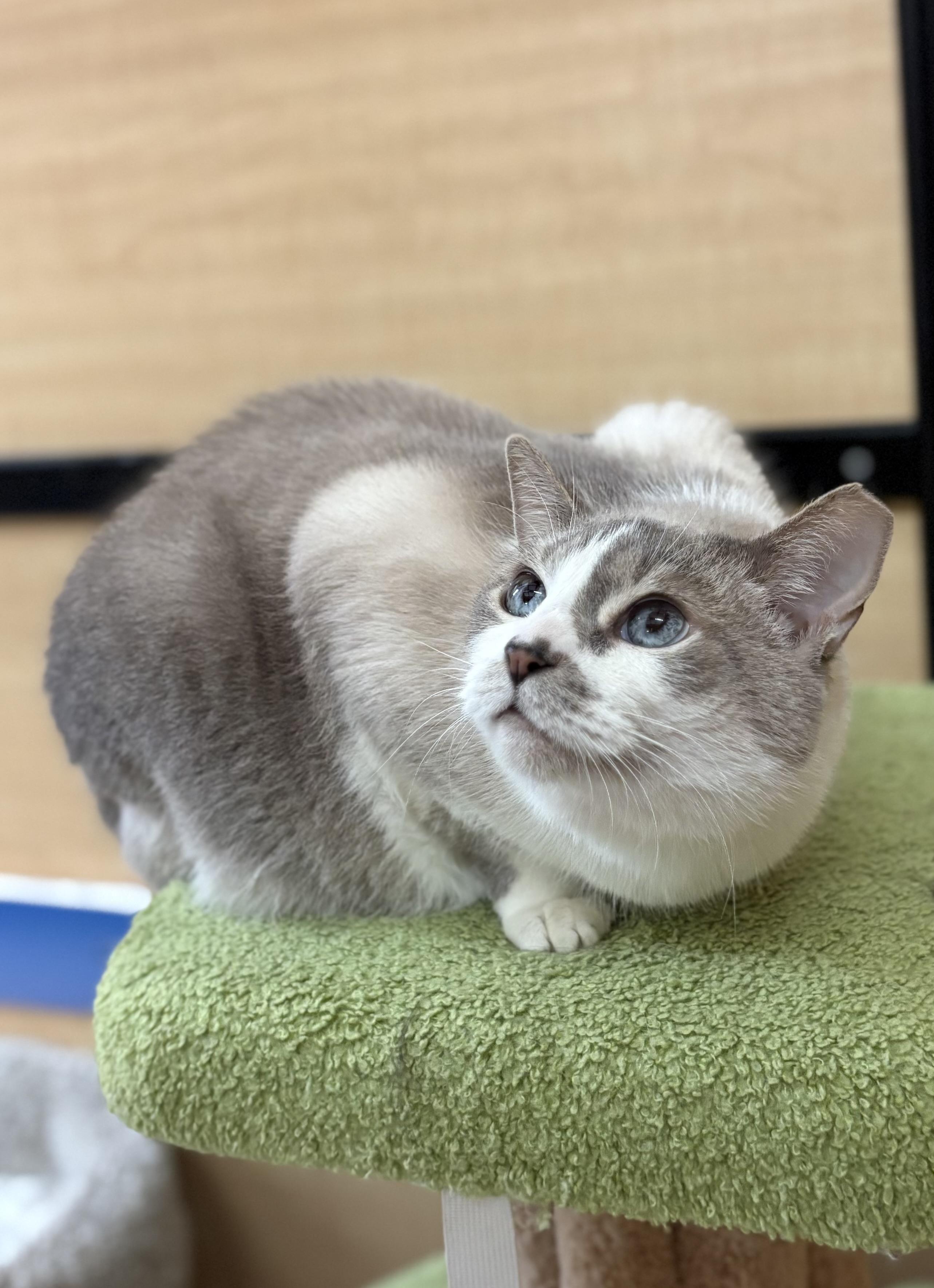 Barbie, an adoptable Snowshoe, Siamese in SCOTTSDALE, AZ, 85251 | Photo Image 3