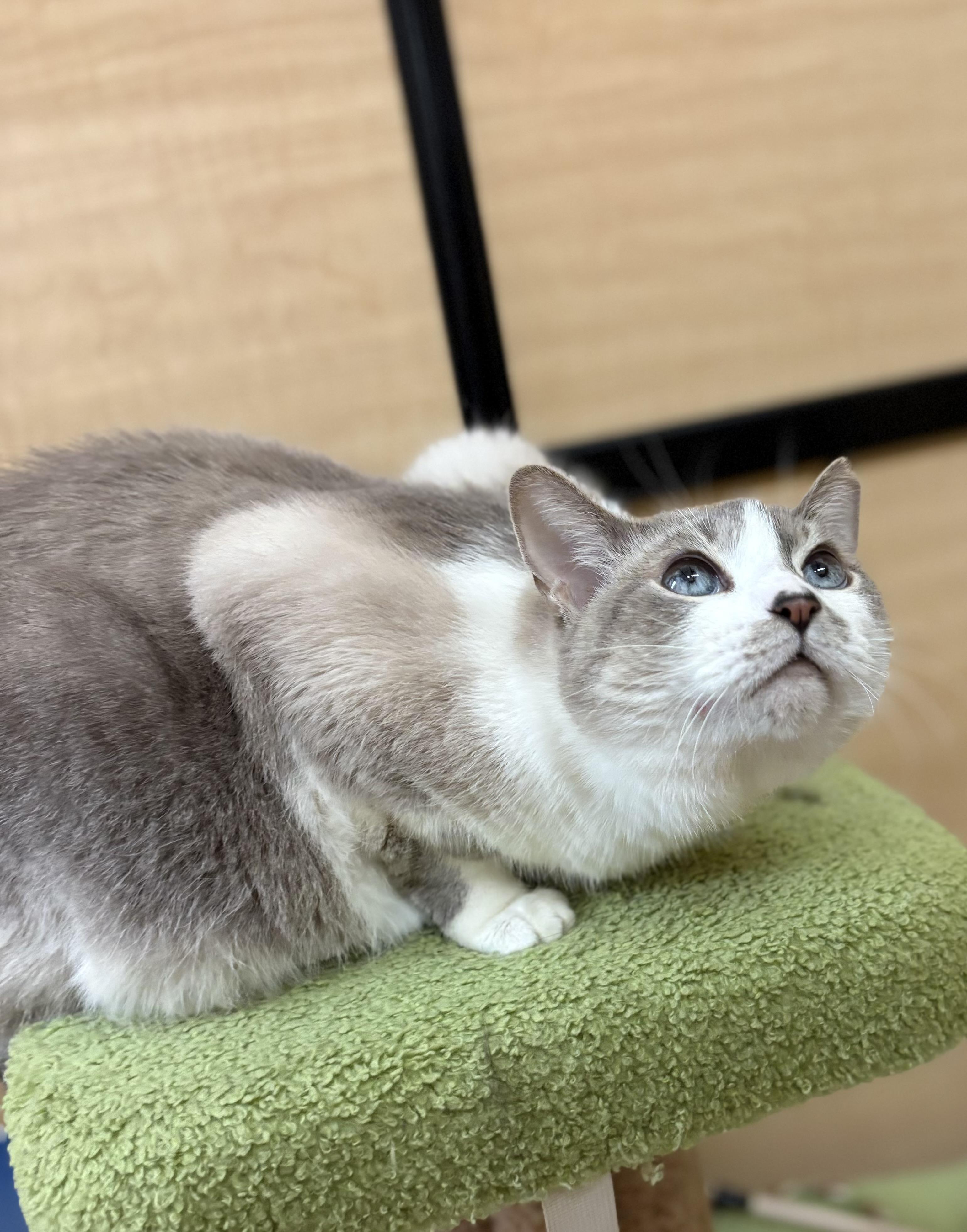 Barbie, an adoptable Snowshoe, Siamese in SCOTTSDALE, AZ, 85251 | Photo Image 2