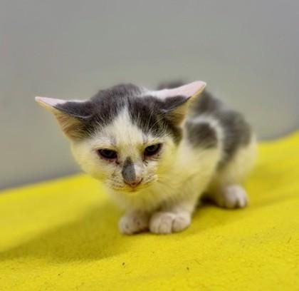 Pebbles at PetSmart in Athens, GA, Adoptable, Kitten Female Domestic Short Hair.