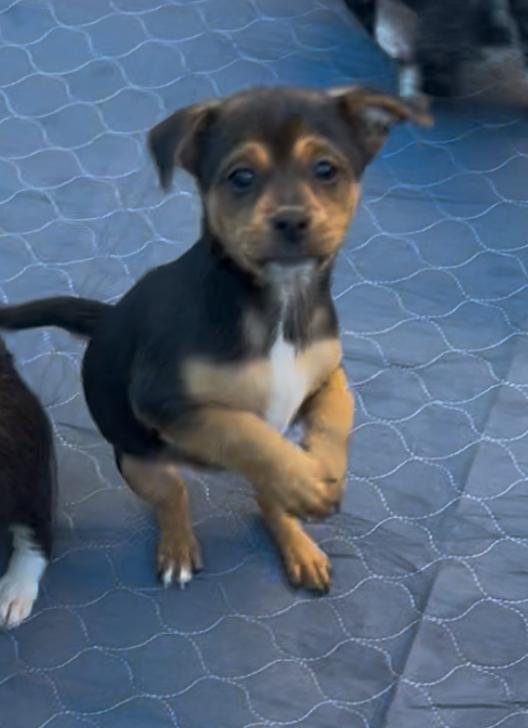 Rhett, Adoptable, Puppy Male Shih Tzu & Jack Russell Terrier.