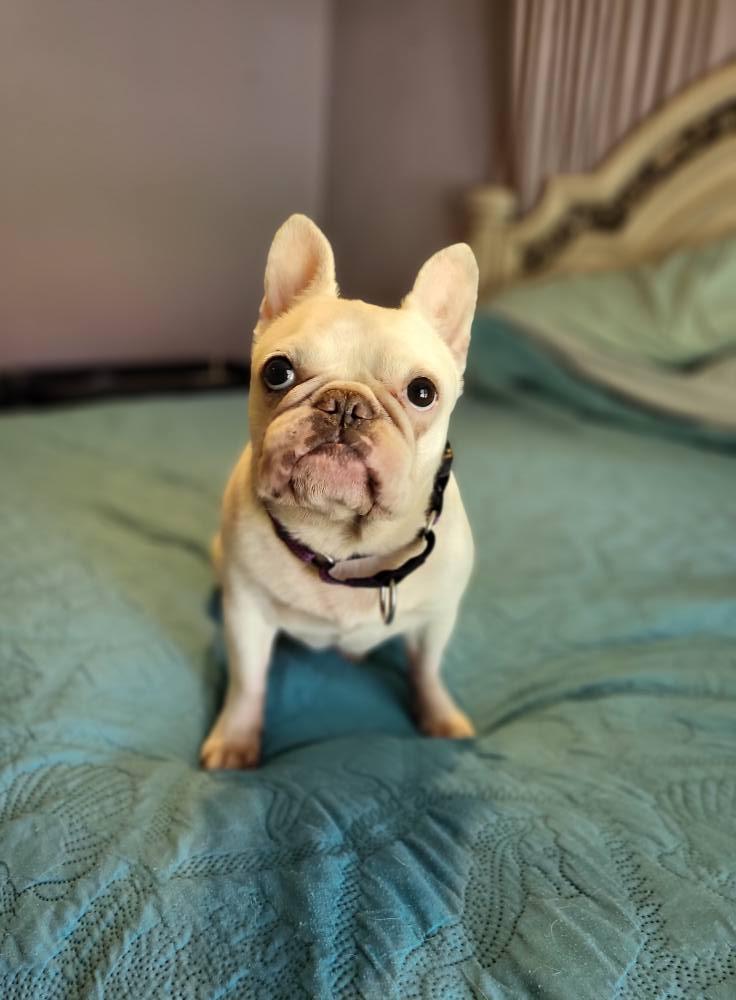 Piglet