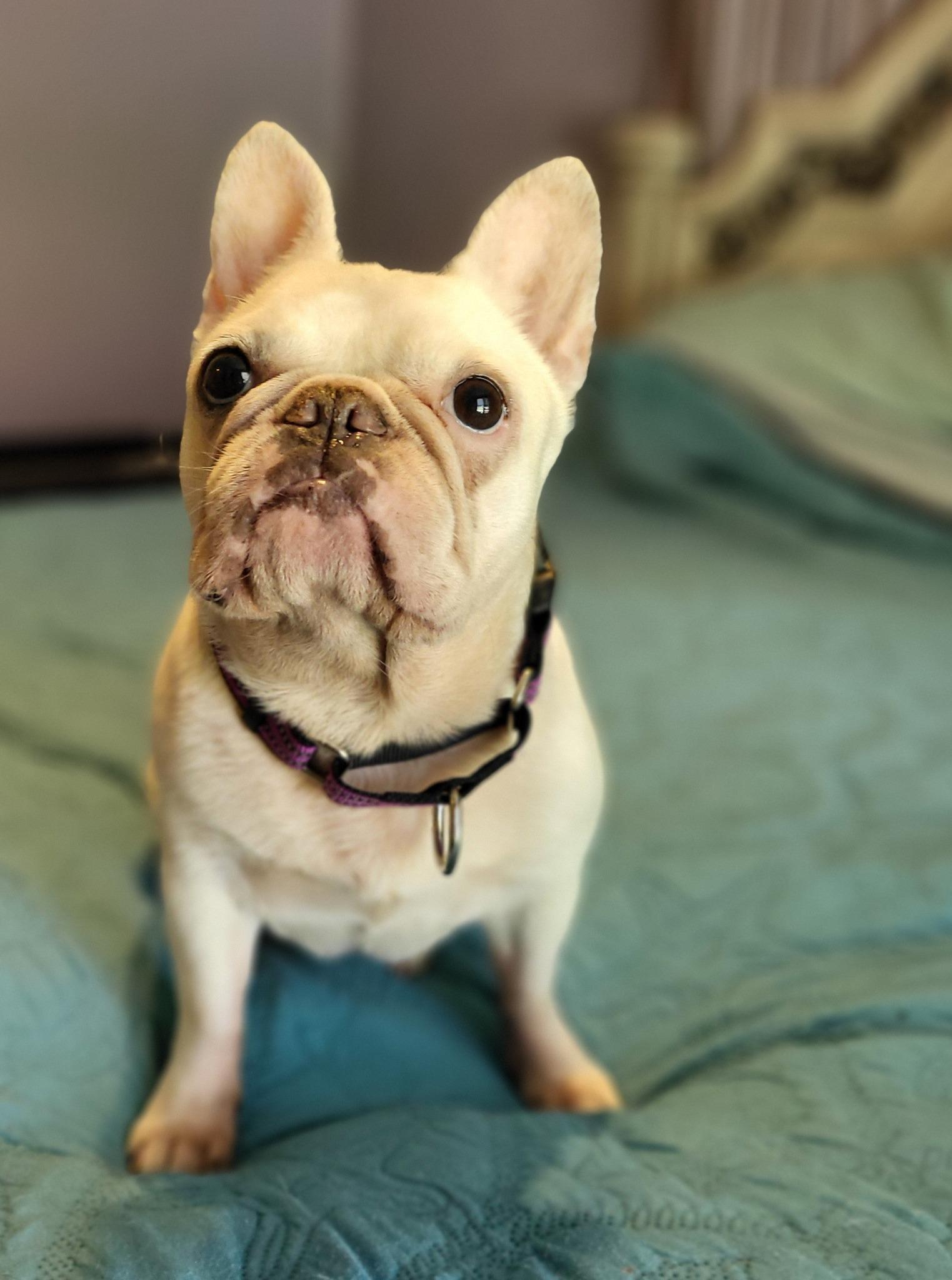 Piglet