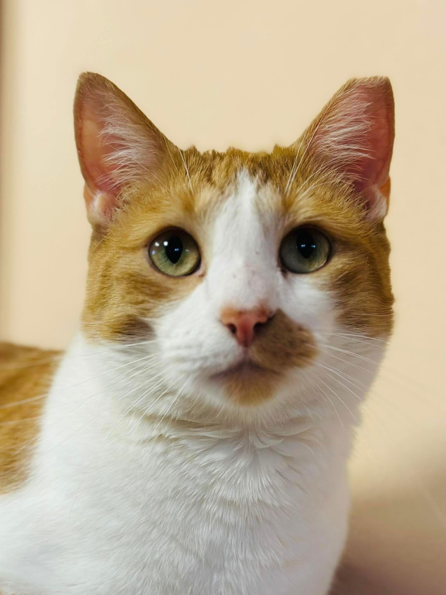 Jake, a Adoptable Domestic Short Hair in Eureka, MO image 1/6