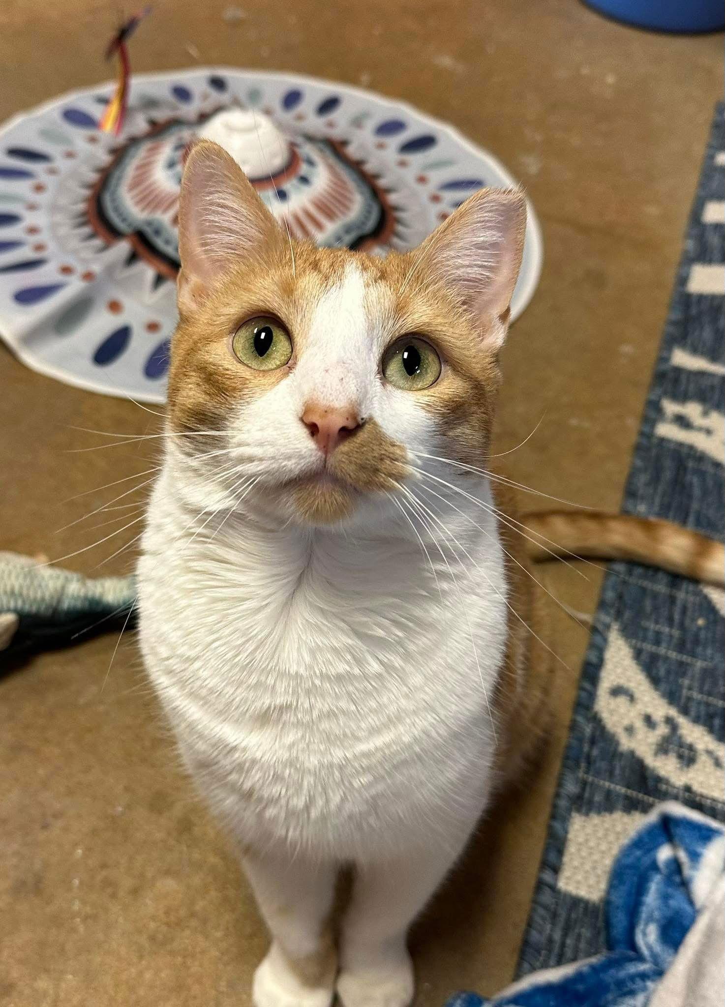 Jake, a Adoptable Domestic Short Hair in Eureka, MO image 3/6