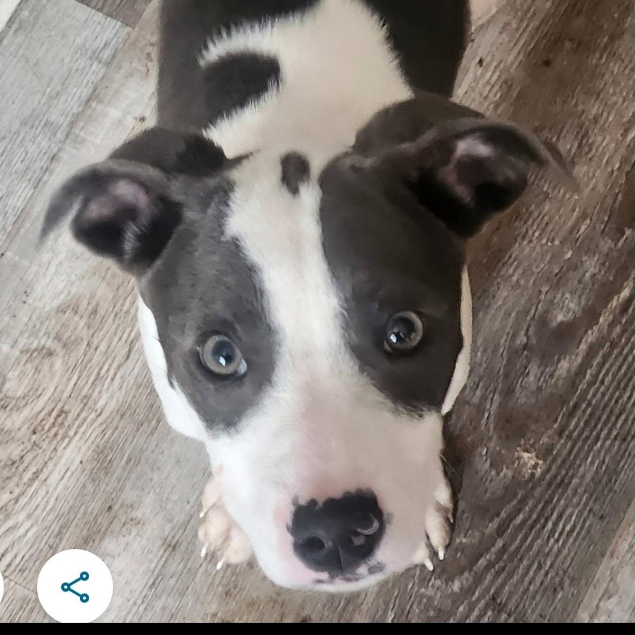 Enlarge Bertie, a Adoptable mixed breed in St Charles, MO image 1/1