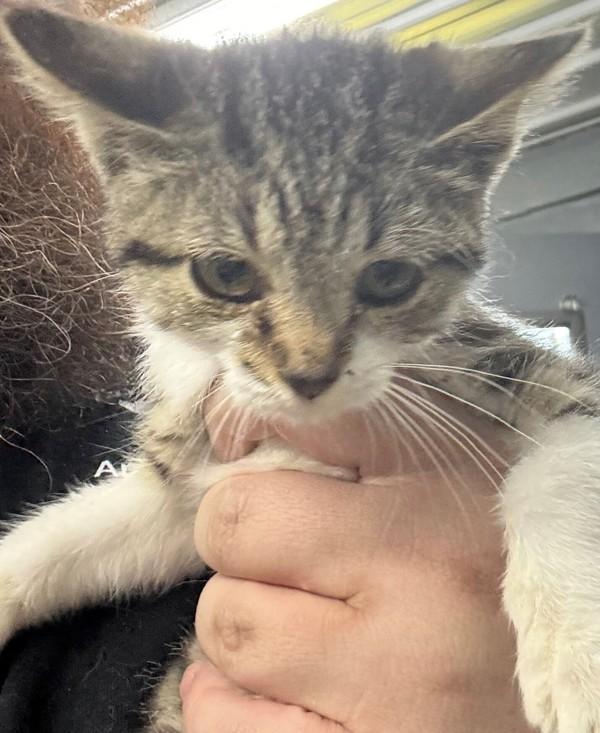 Riley, Adoptable, Young Female Domestic Short Hair.