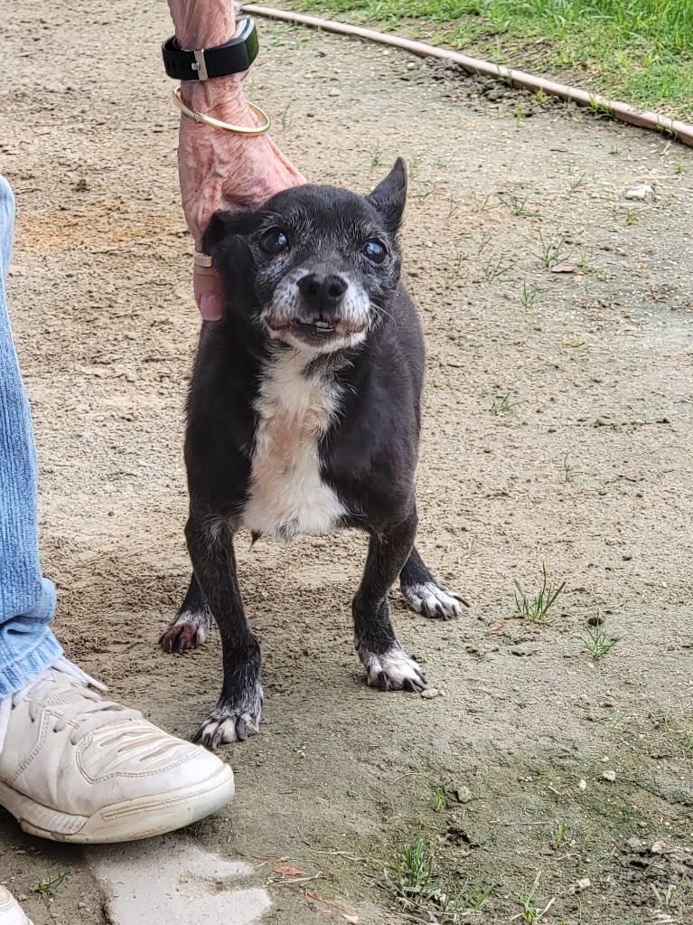 Boots, Adoptable, Senior Male Chihuahua.