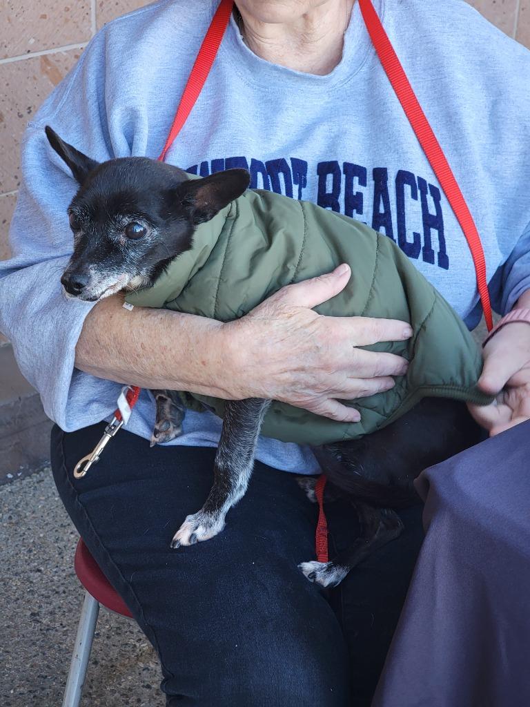 Boots, a Adoptable Chihuahua in Coachella, CA image 2/5