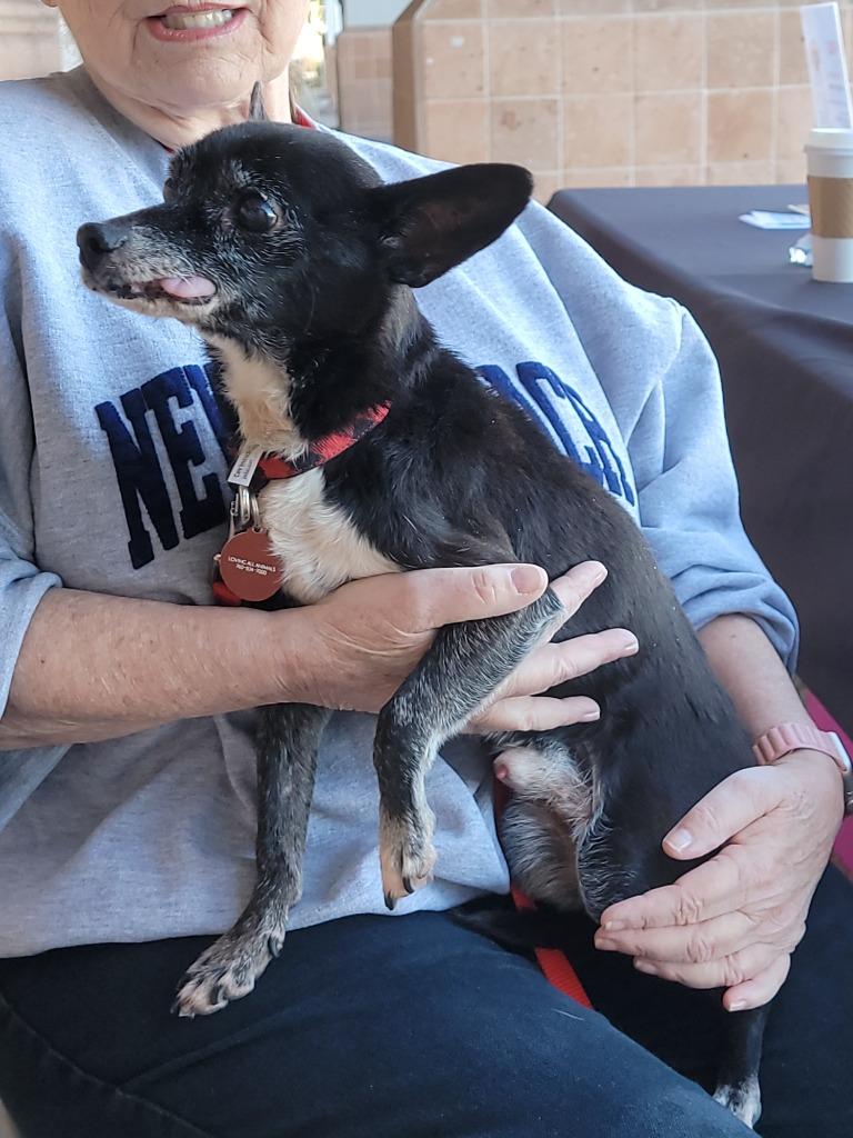 Boots, a Adoptable Chihuahua in Coachella, CA image 3/5