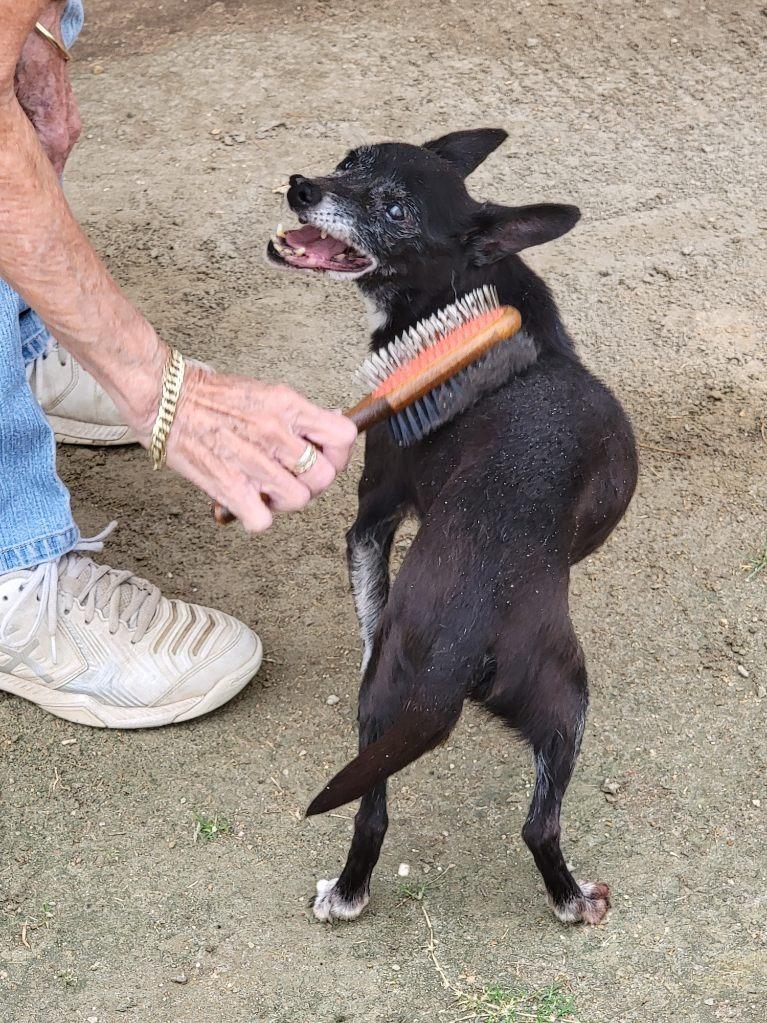 Boots, Adoptable, Senior Male Chihuahua.