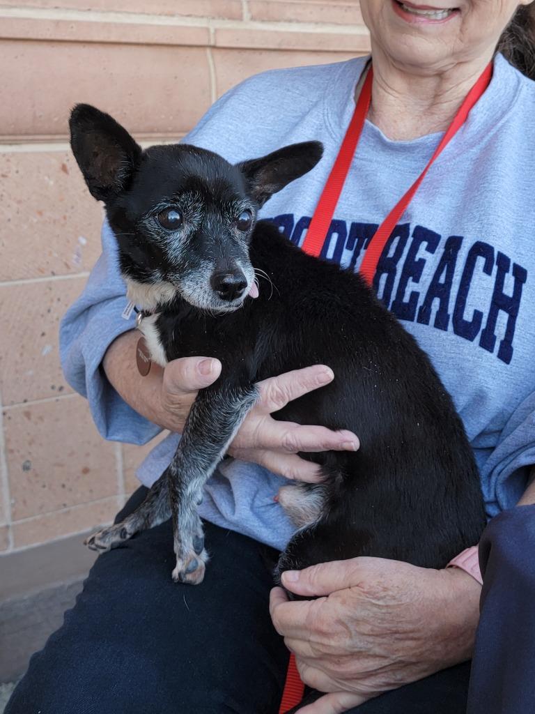 Boots, a Adoptable Chihuahua in Coachella, CA image 5/5