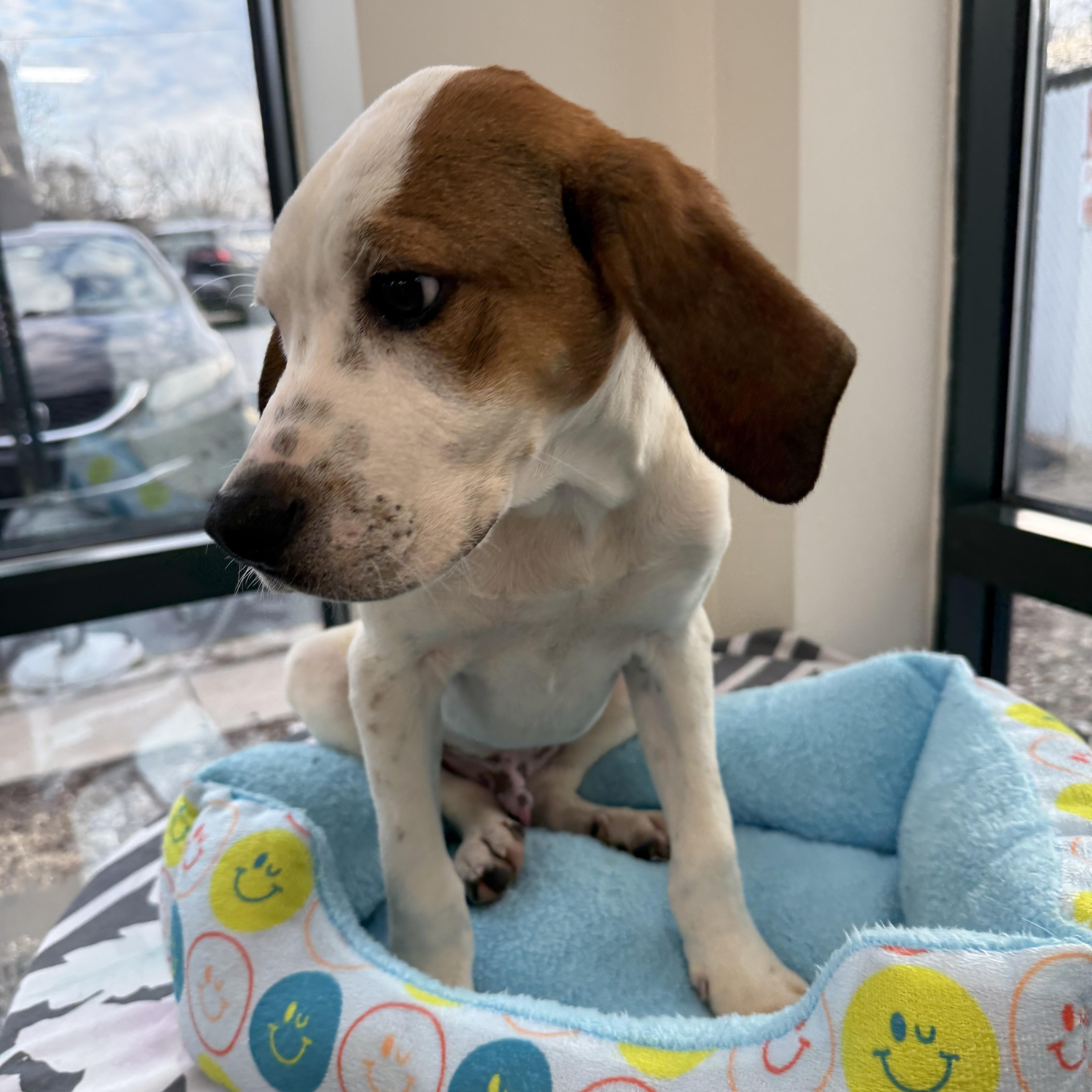 Enlarge Waylon , a Adoptable mixed breed in Homewood, IL image 3/3