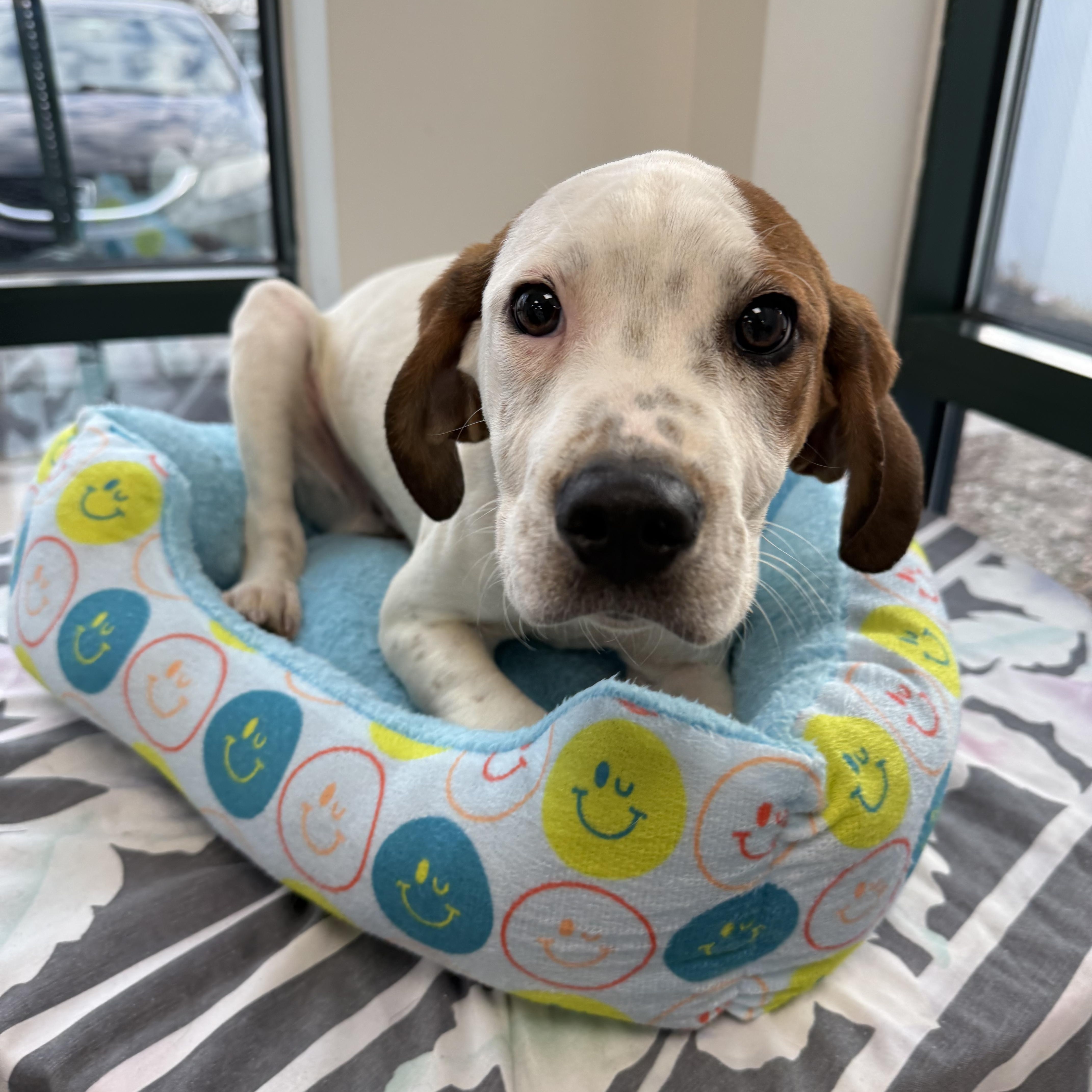 Waylon , Adoptable, Puppy Female Hound.