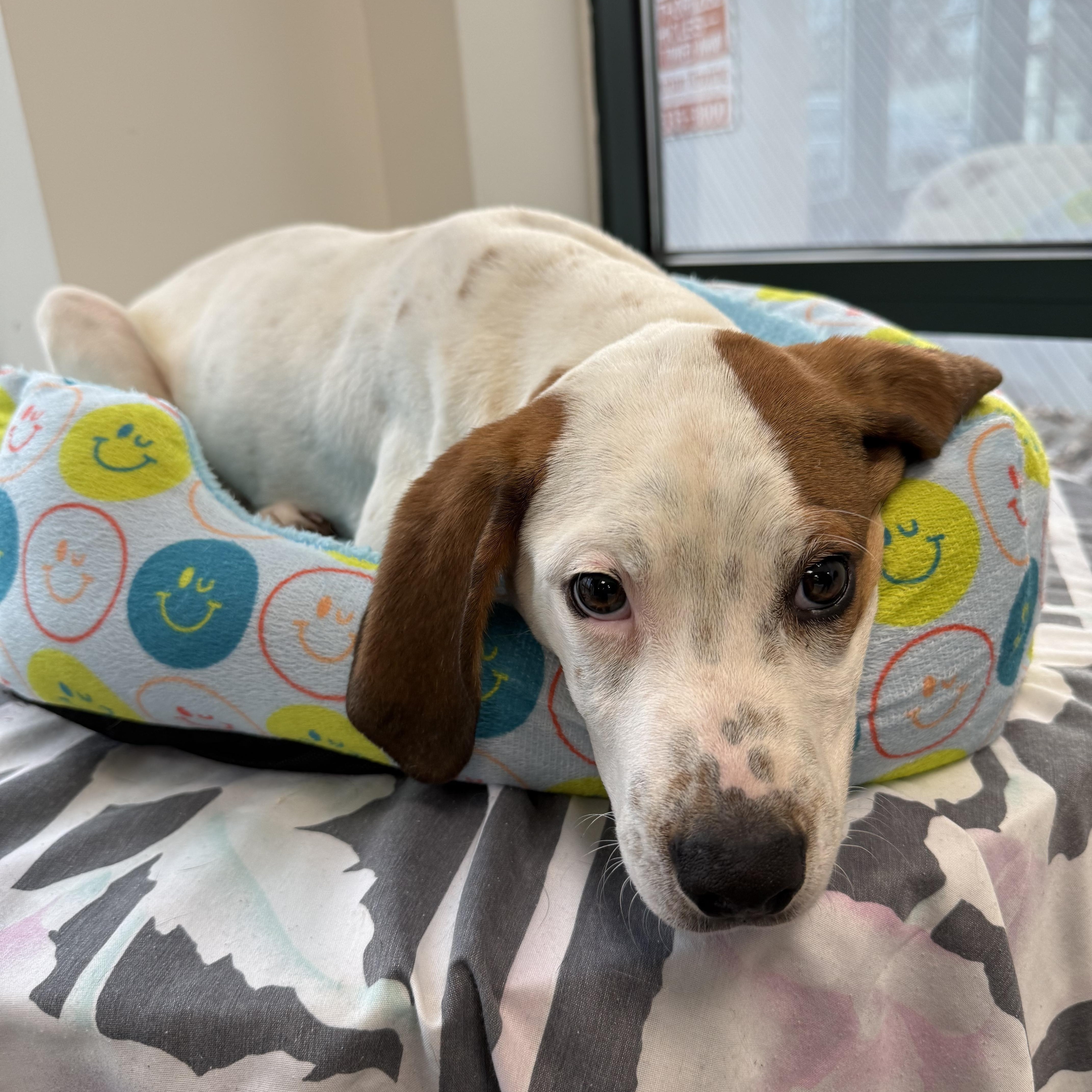 Enlarge Waylon , a Adoptable mixed breed in Homewood, IL image 2/3