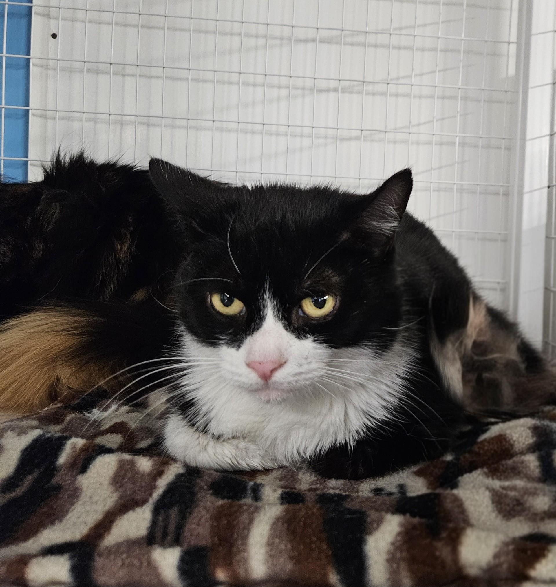 Cressida, ADOPTABLE, Adult Female Domestic Short Hair.