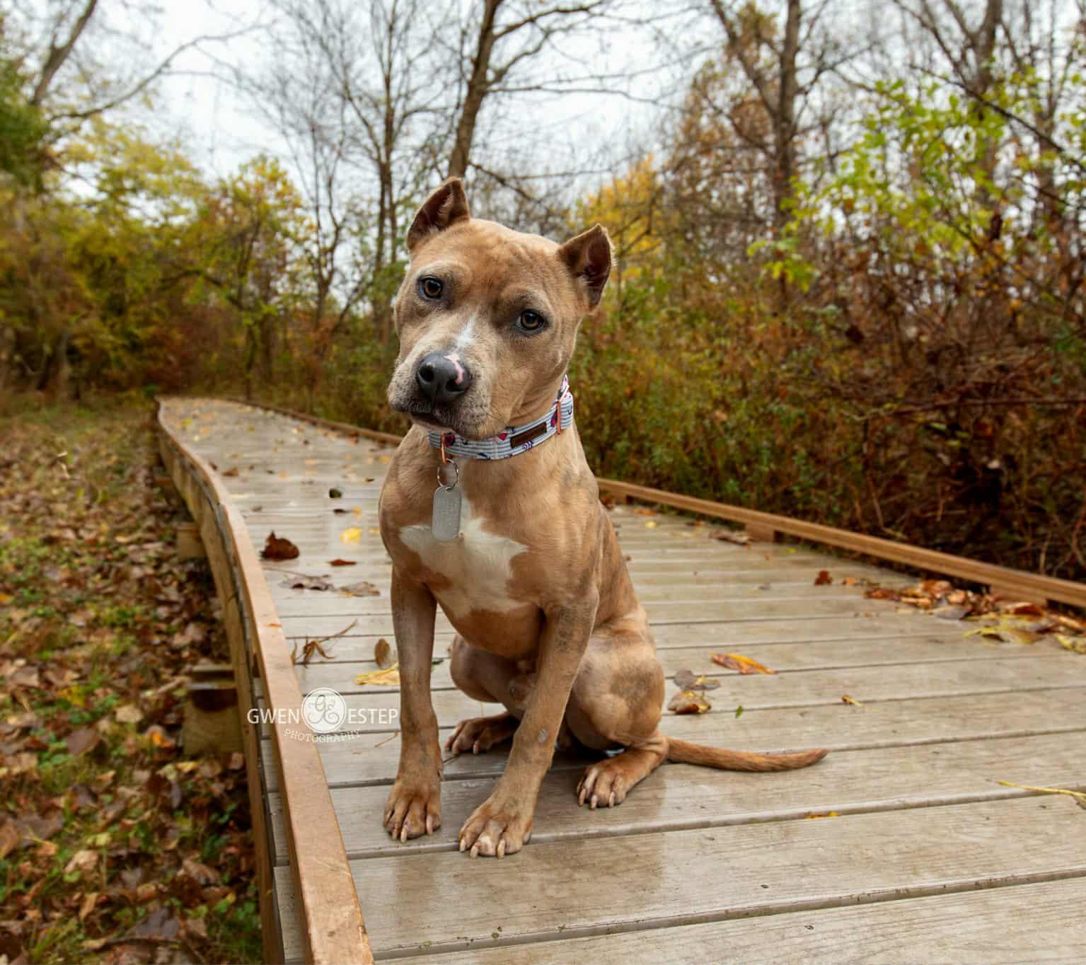Romulus, Adopted, Young Male Pit Bull Terrier.