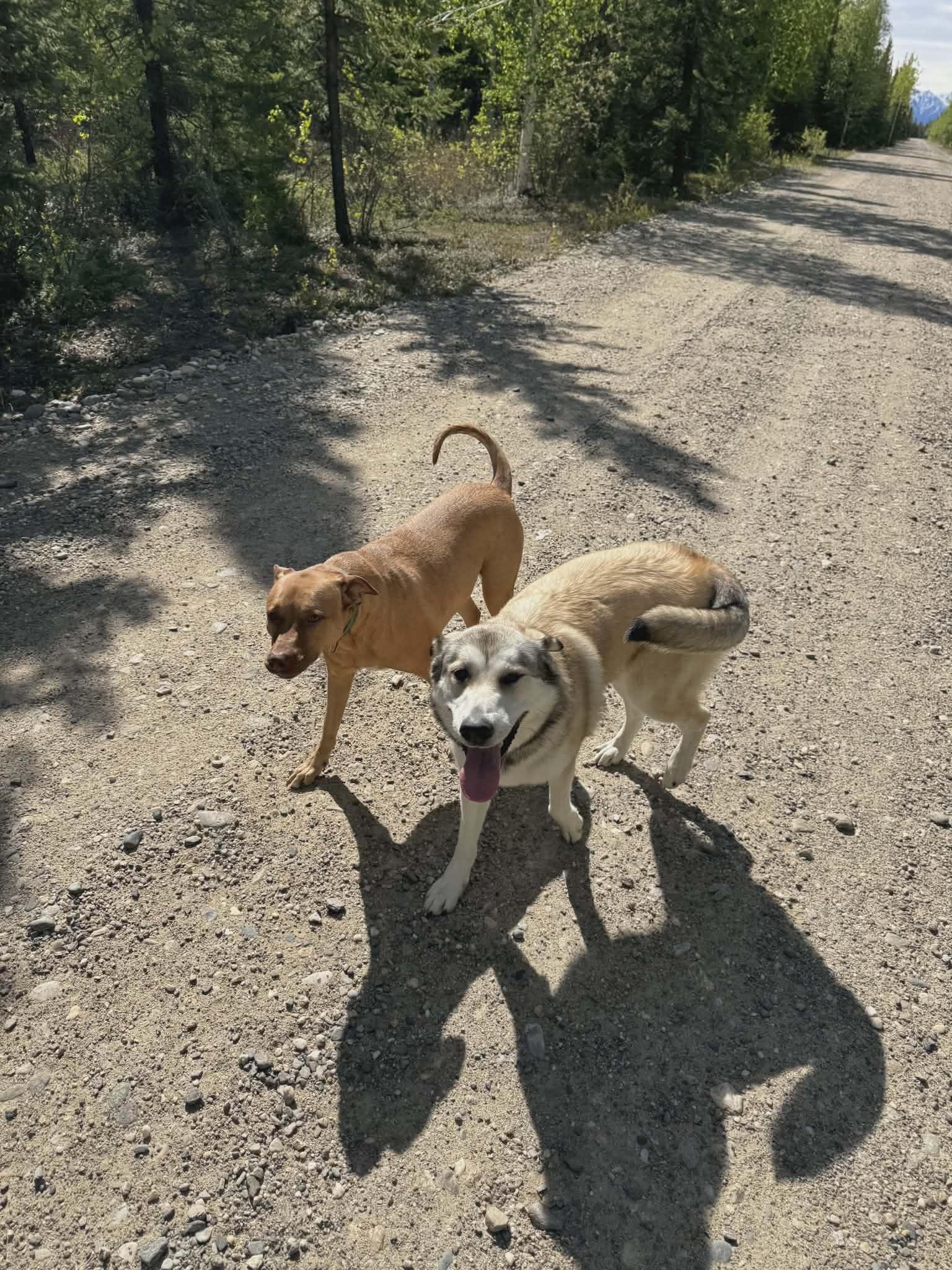 Enlarge Maggie, a Adopted mixed breed in Delta Junction, AK image 2/5